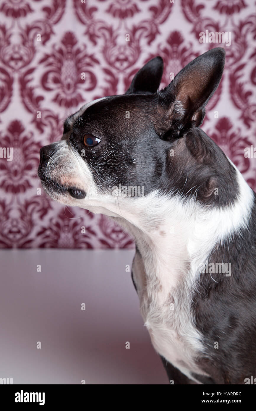 Boston Terrier in posa di profilo su fondo operato in studio. Fotografia del cane. Foto Stock