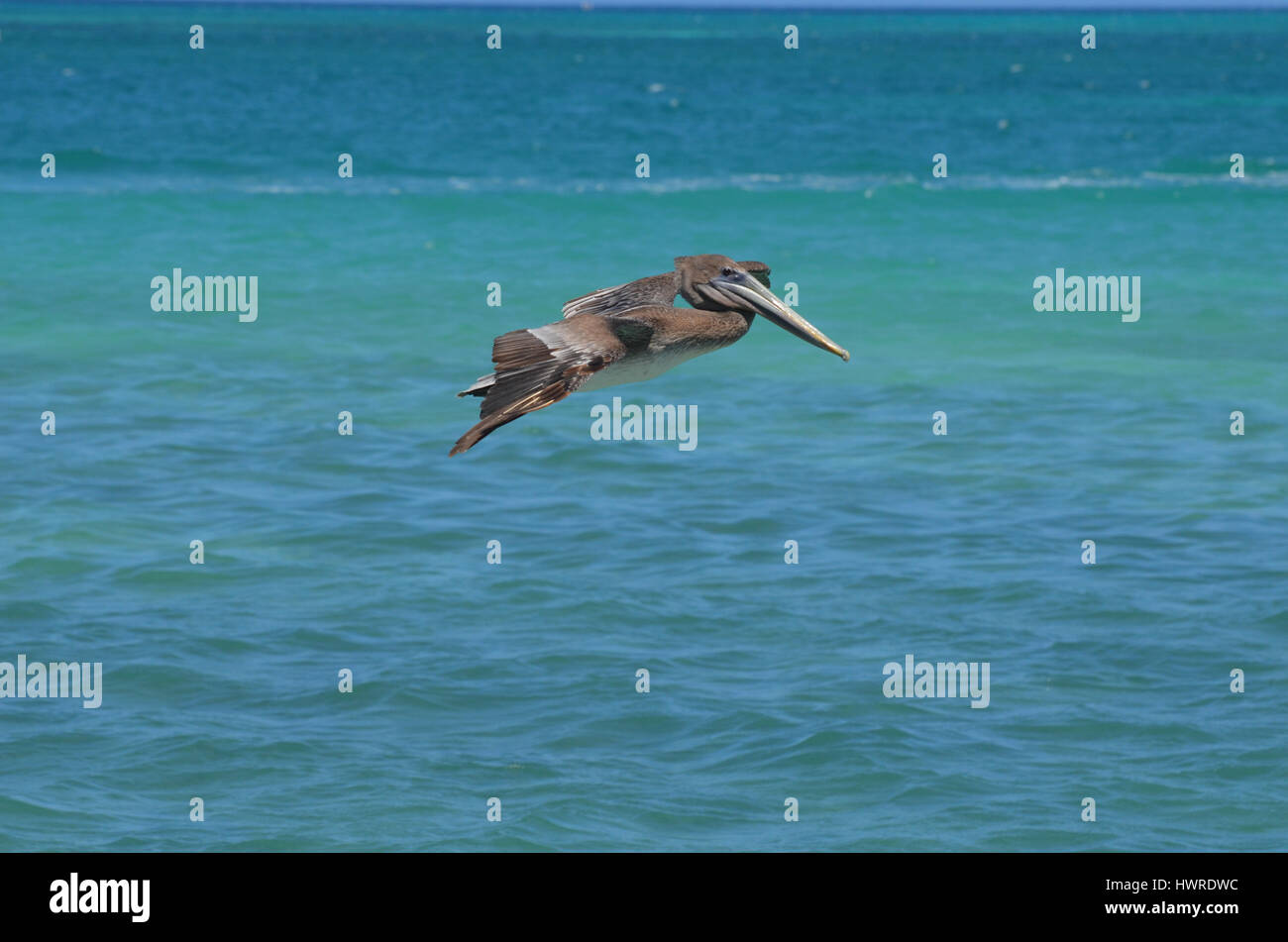 Splendida pelican con le sue ali esteso in volo al largo dell'isola di Aruba. Foto Stock