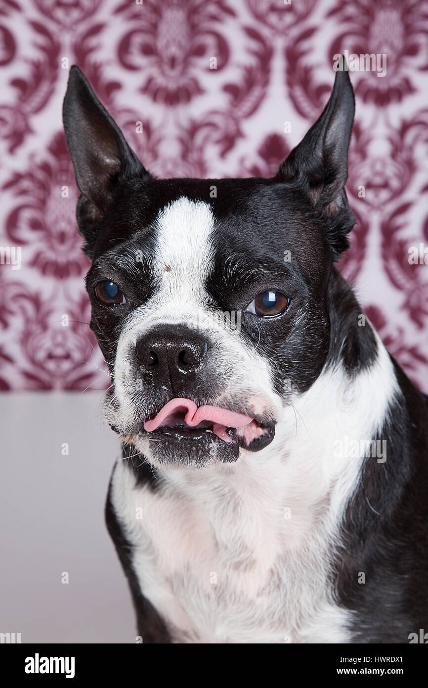 Funny Boston Terrier in posa di studio su fondo operato con linguetta sporgente. Fotografia del cane. Foto Stock