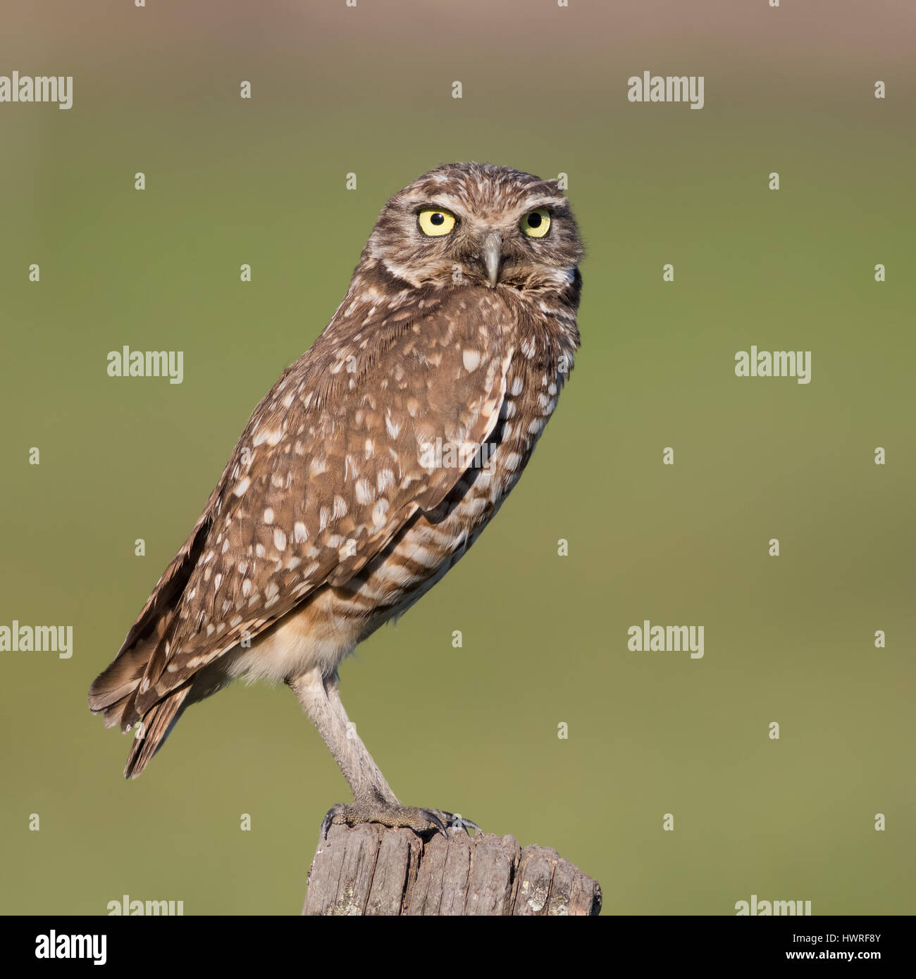 Un gufo scavando esegue la scansione delle praterie di predatori e prede da un punto di vista vantaggioso. Scavando gufi sono spesso attivi durante le ore serali. Foto Stock
