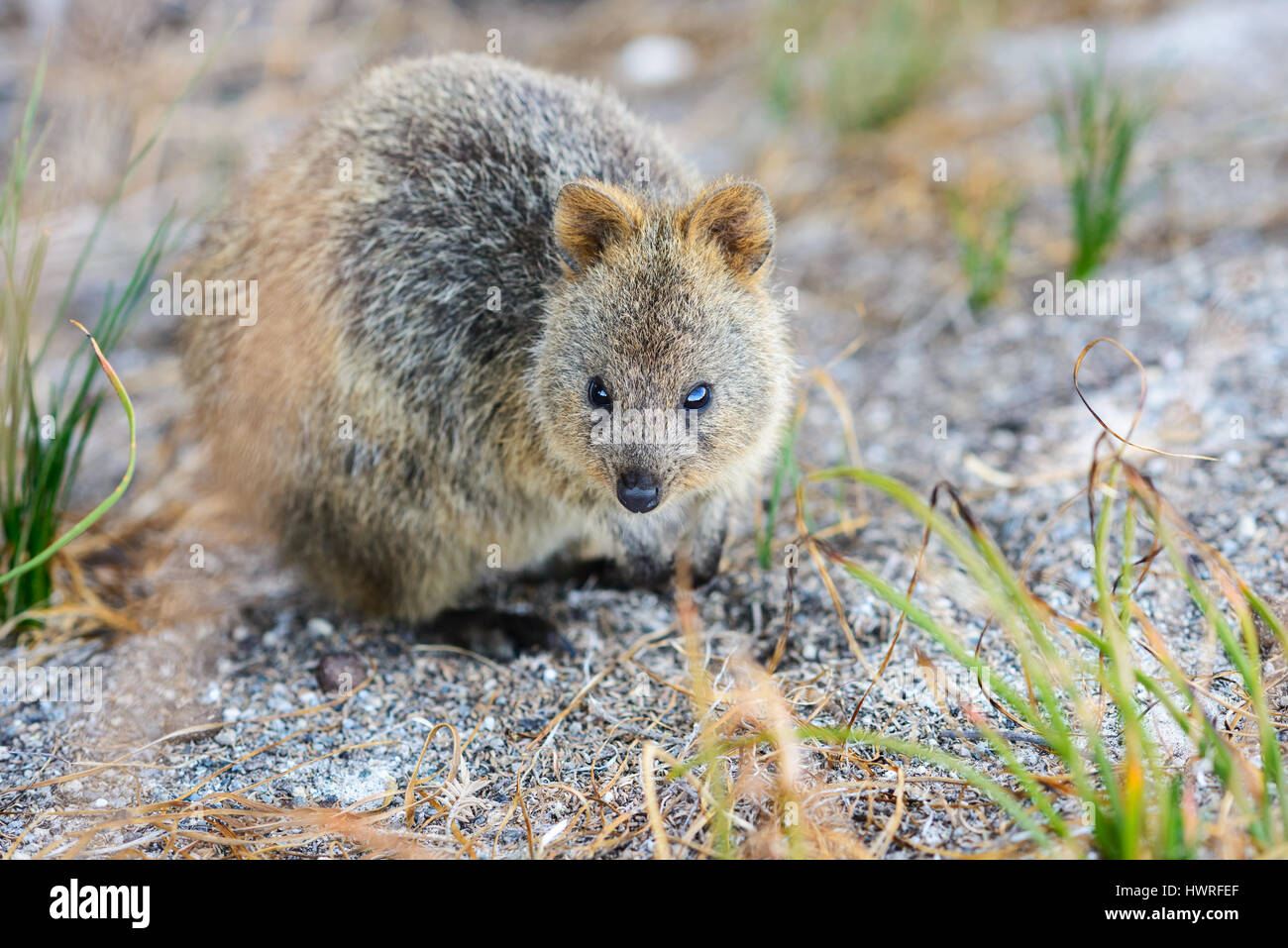 Quokka sulla ricerca di cibo, l'Isola di Rottnest, Perth, Australia occidentale, Australia, Australia, giù sotto Foto Stock