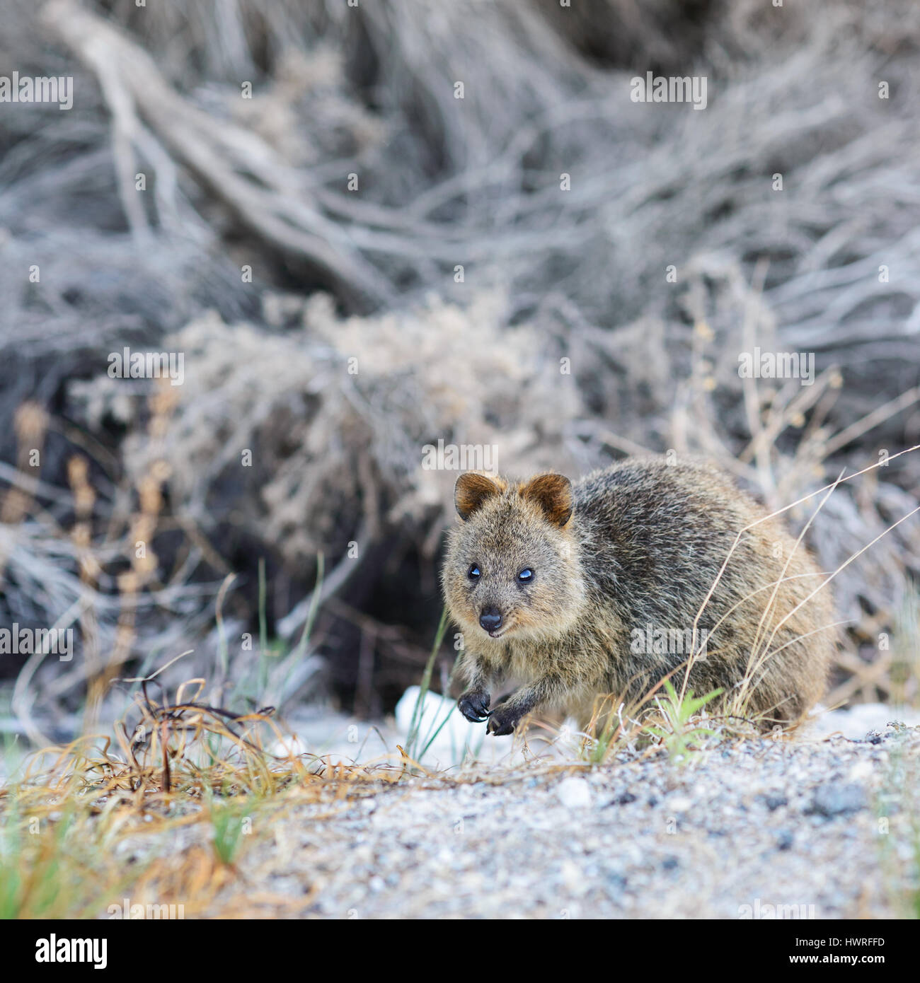 Poco Quokka guardando la telecamera, l'Isola di Rottnest, Perth, Australia occidentale, Australia, Australia, giù sotto Foto Stock