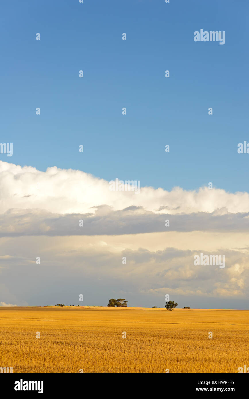 Raccolte di campi di grano, cinghia, Australia occidentale, Australia Foto Stock