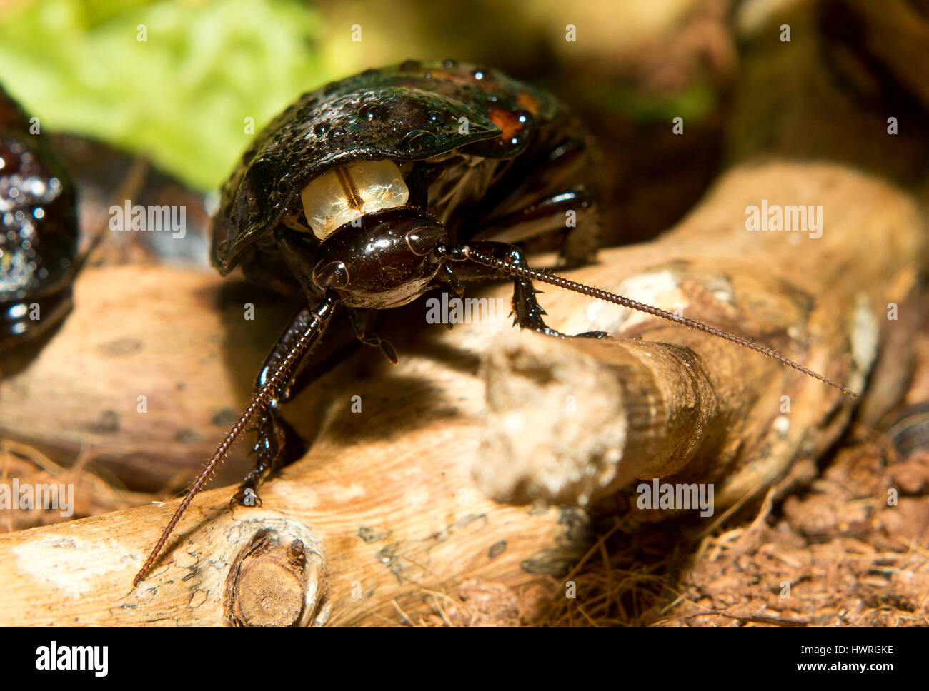 Un sibilo del Madagascar scarafaggio su un ramo Foto Stock