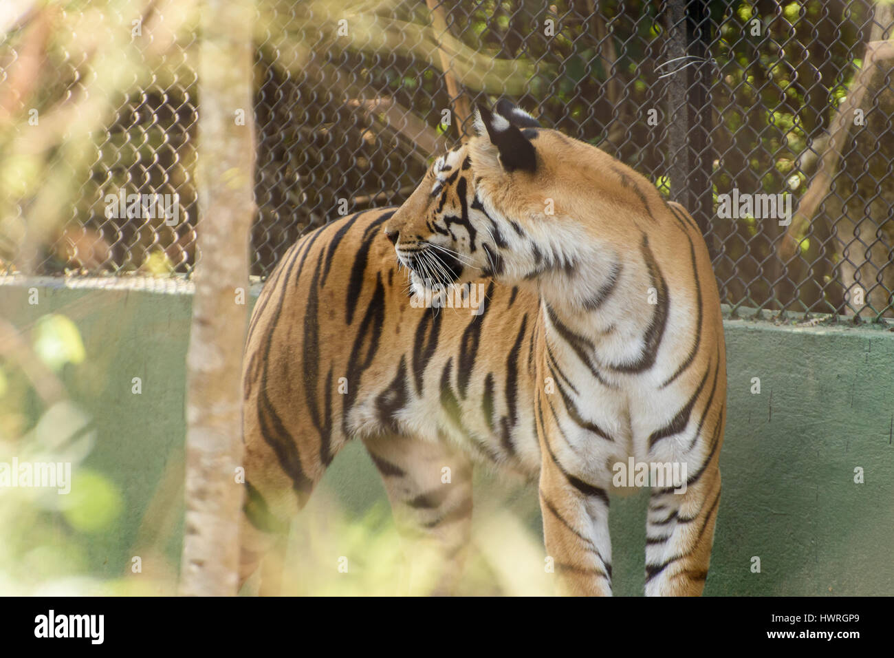 Royal tigre del Bengala Foto Stock
