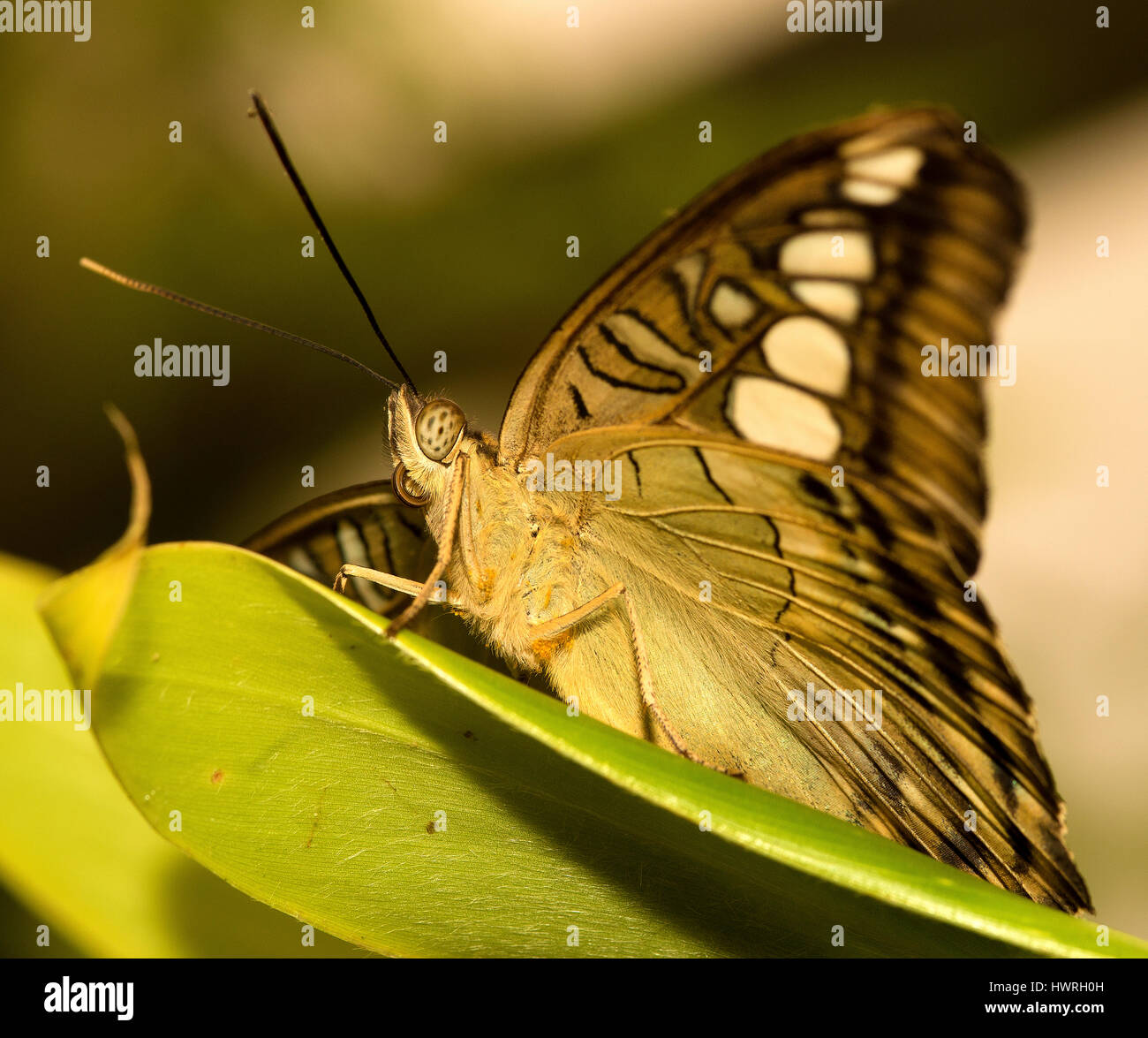 Un ammiraglio Lorquin butterfly, Limenitis lorquini Foto Stock
