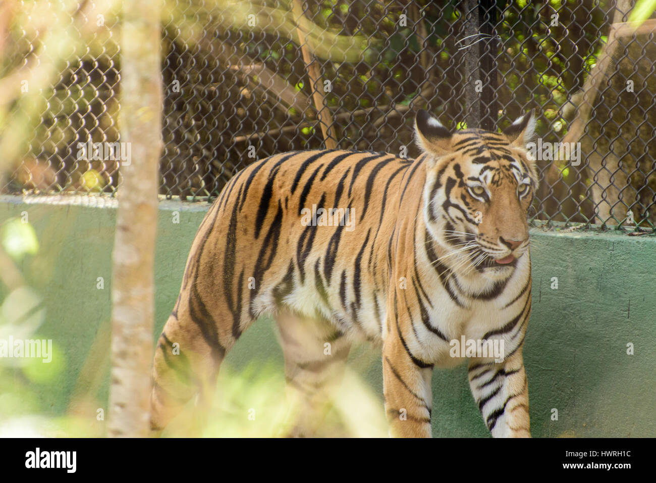 Royal tigre del Bengala Foto Stock