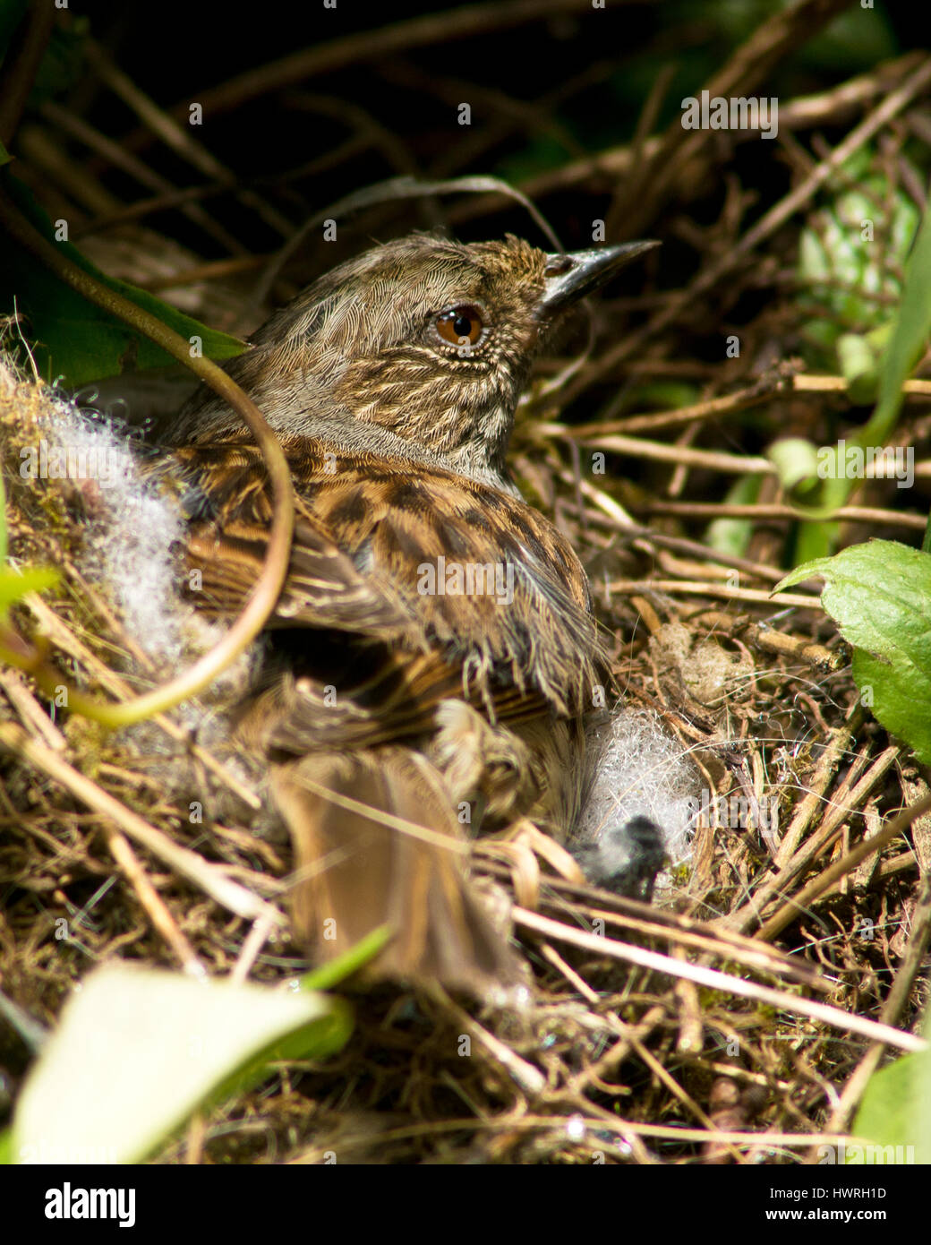 Un uccello Dunnock seduto su un nido Foto Stock