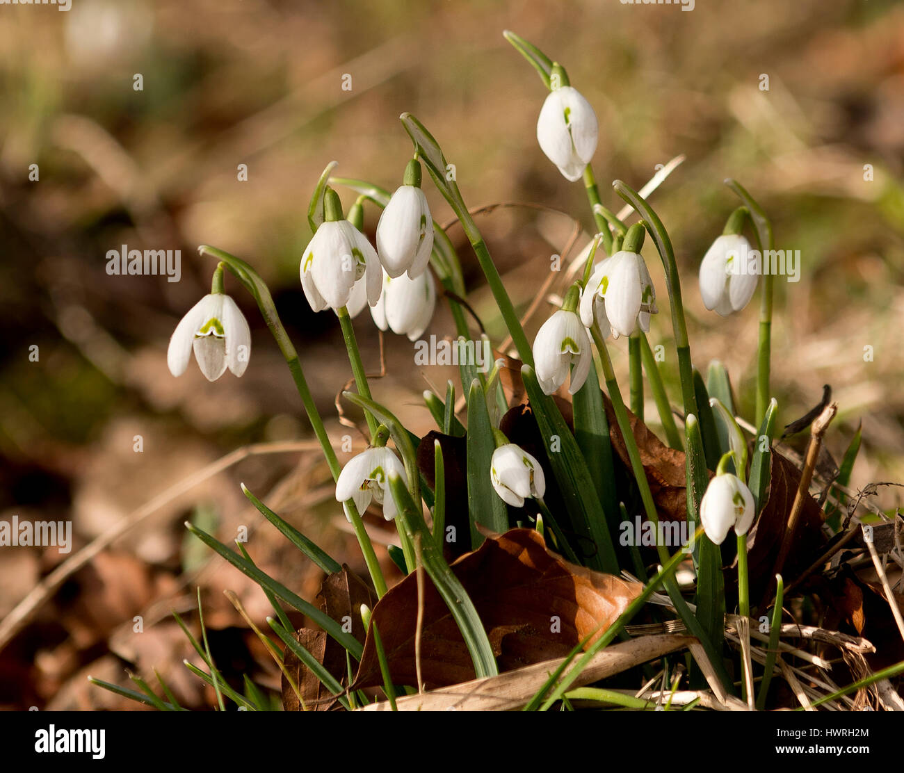 Snowdrops nella primavera Foto Stock