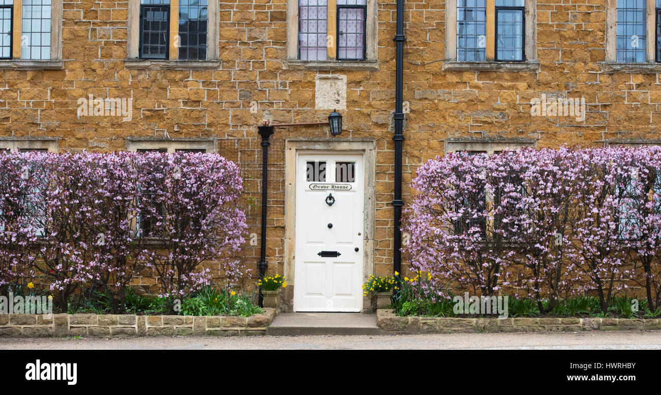 Prunus cerasifera nigra.Black cherry plum hedge in fiore di fronte a una casa in Deddington, Oxfordshire, Inghilterra Foto Stock