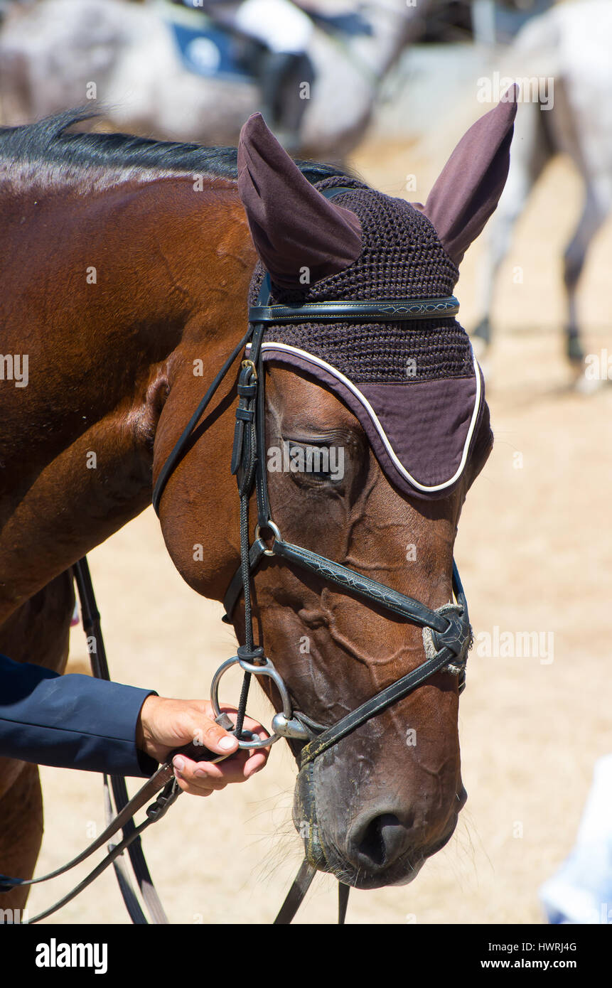 Thoroughbred equitazione. Splendido animale, amico del popolo. Foto Stock