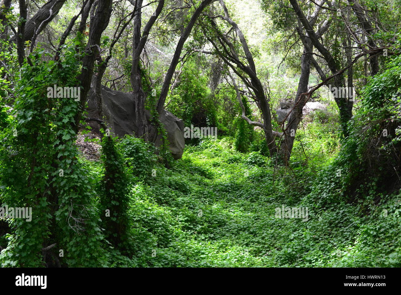 Un torrente stagionale letto coperto con fogliame verde Foto Stock