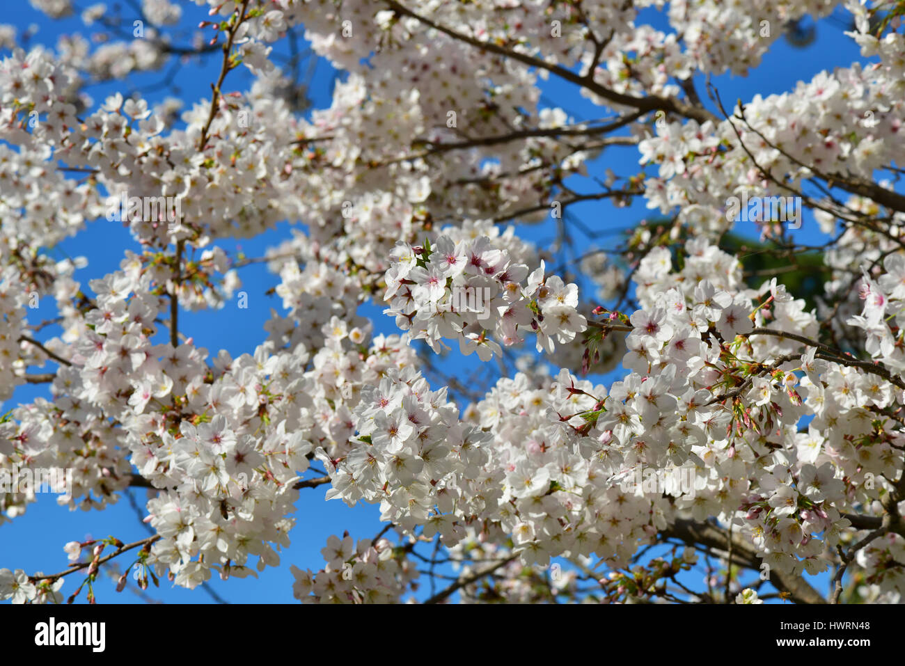 Ciliegia giapponese albero fiore di cielo blu in primavera Foto Stock