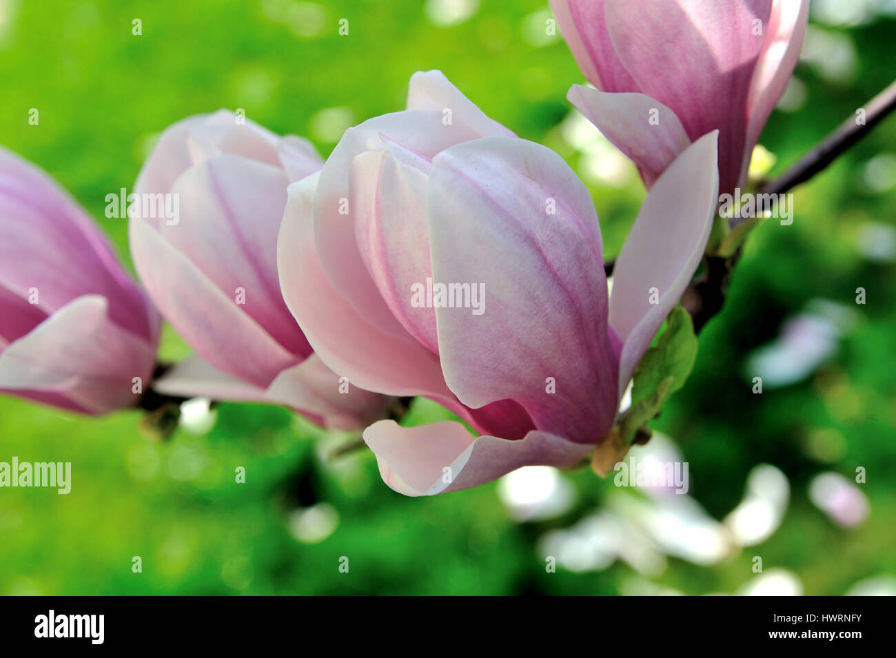 magnolia fiori fiorire contro il cielo azzurro soleggiato,magnolia, fiori, fiorire, contro, soleggiato, cielo blu, denudata, bella, bellezza, grande, bloom, europa Foto Stock