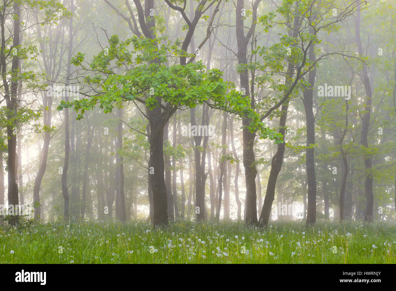 Nebbia nella foresta verde. Alti alberi nella nebbia nella mattina d'estate. Foggy estate sfondo. Natura fresca del mattino. Foto Stock