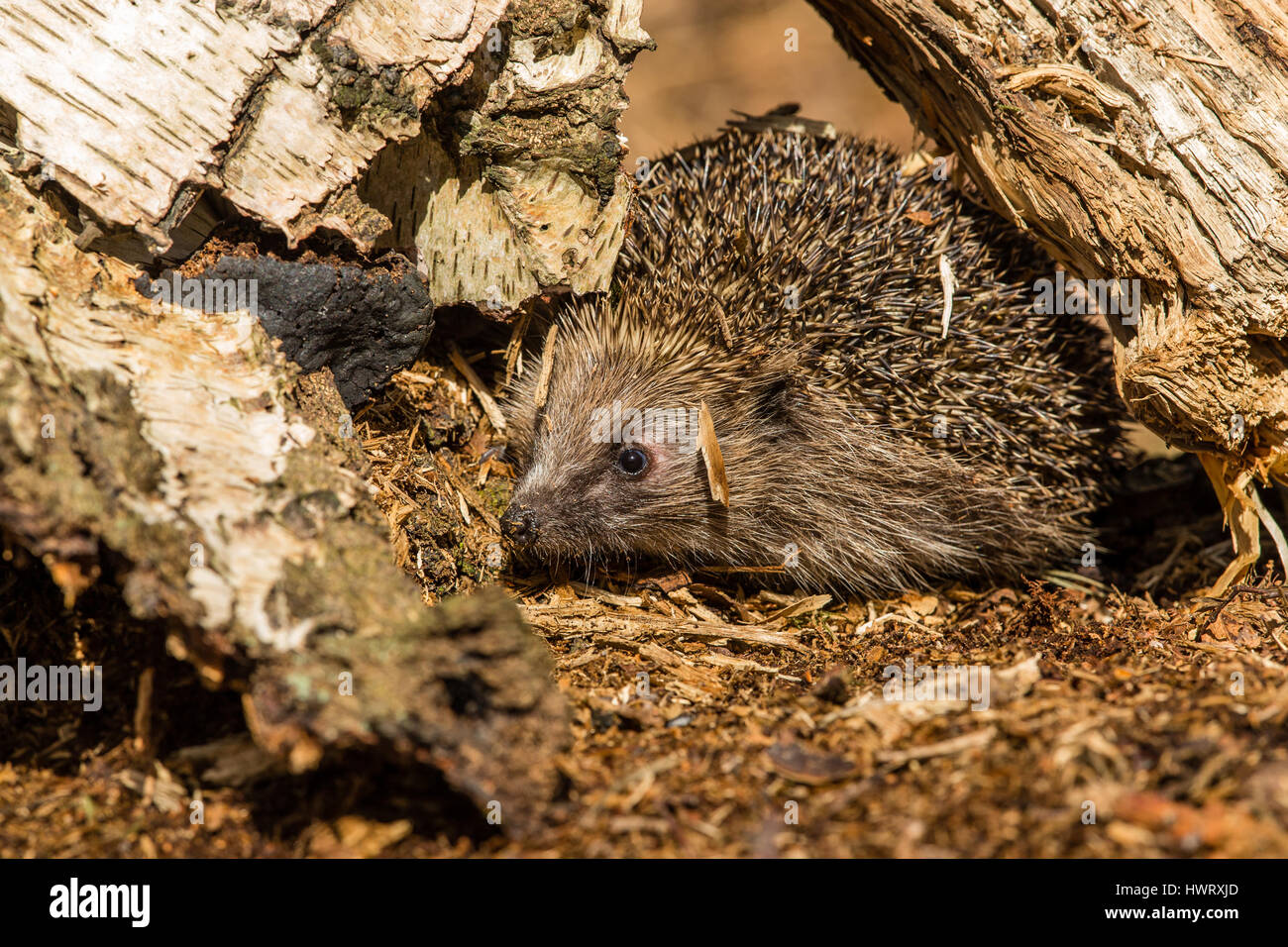 Riccio, Wild, nativo, hedgehog europea all'interno di un log in bosco naturale habitat. Nome scientifico: Erinaceus europaeus. Orizzontale. Foto Stock