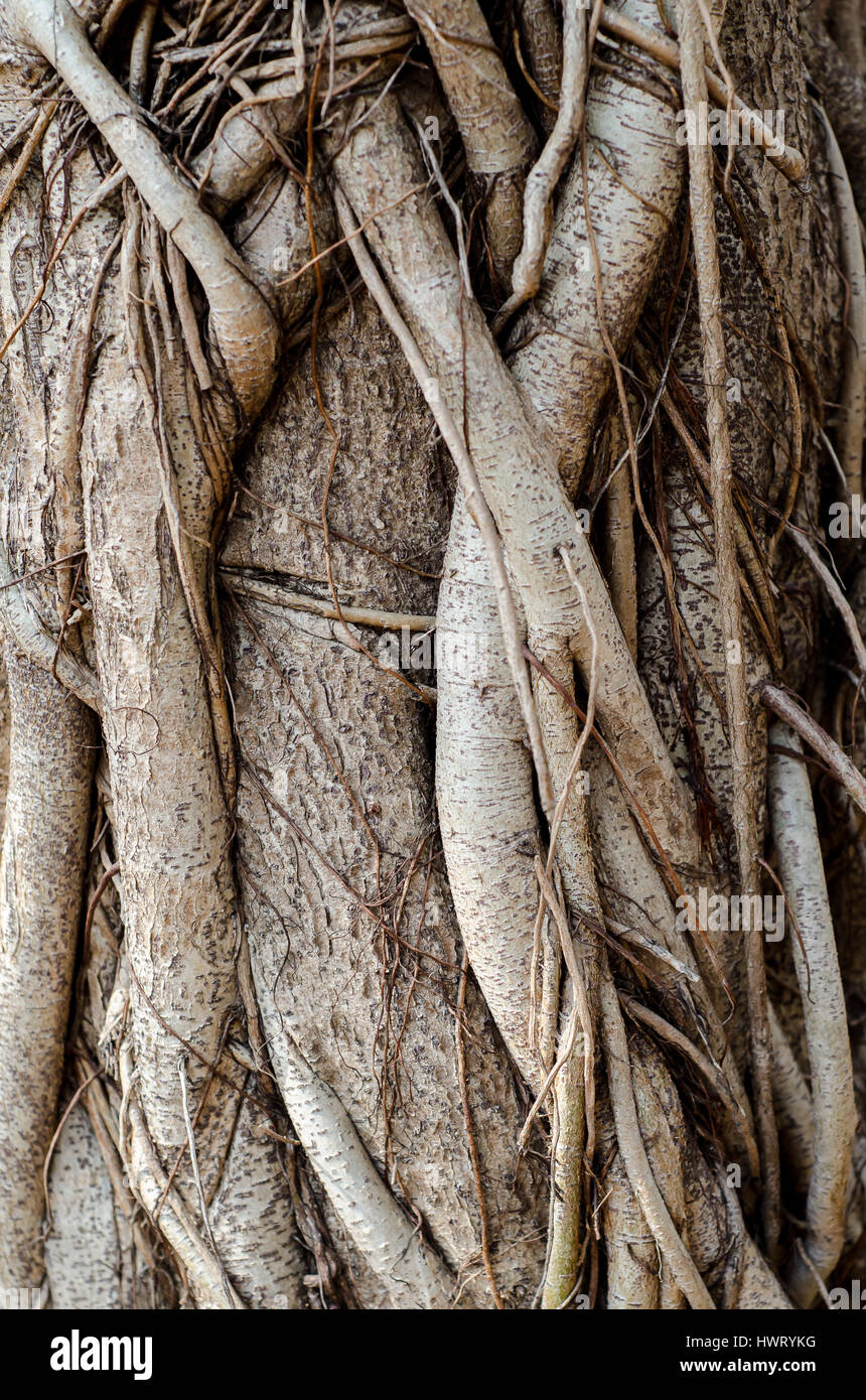 Banyan Tree tronco vicino, mostrando texture dettagliate della corteccia per lo sfondo. Foto Stock
