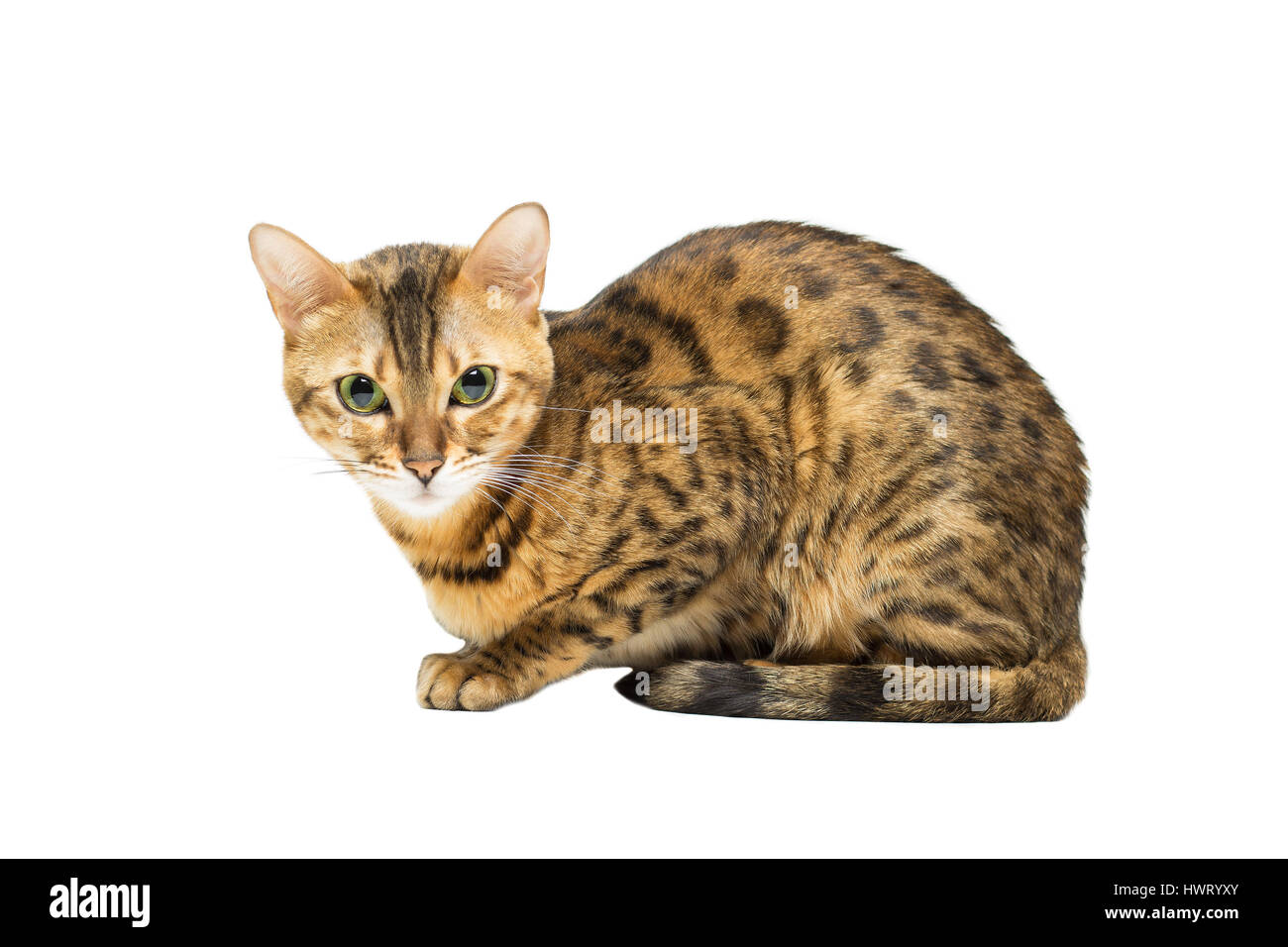 Gatto di razza bengala leopard la colorazione si siede, isolato su bianco Foto Stock