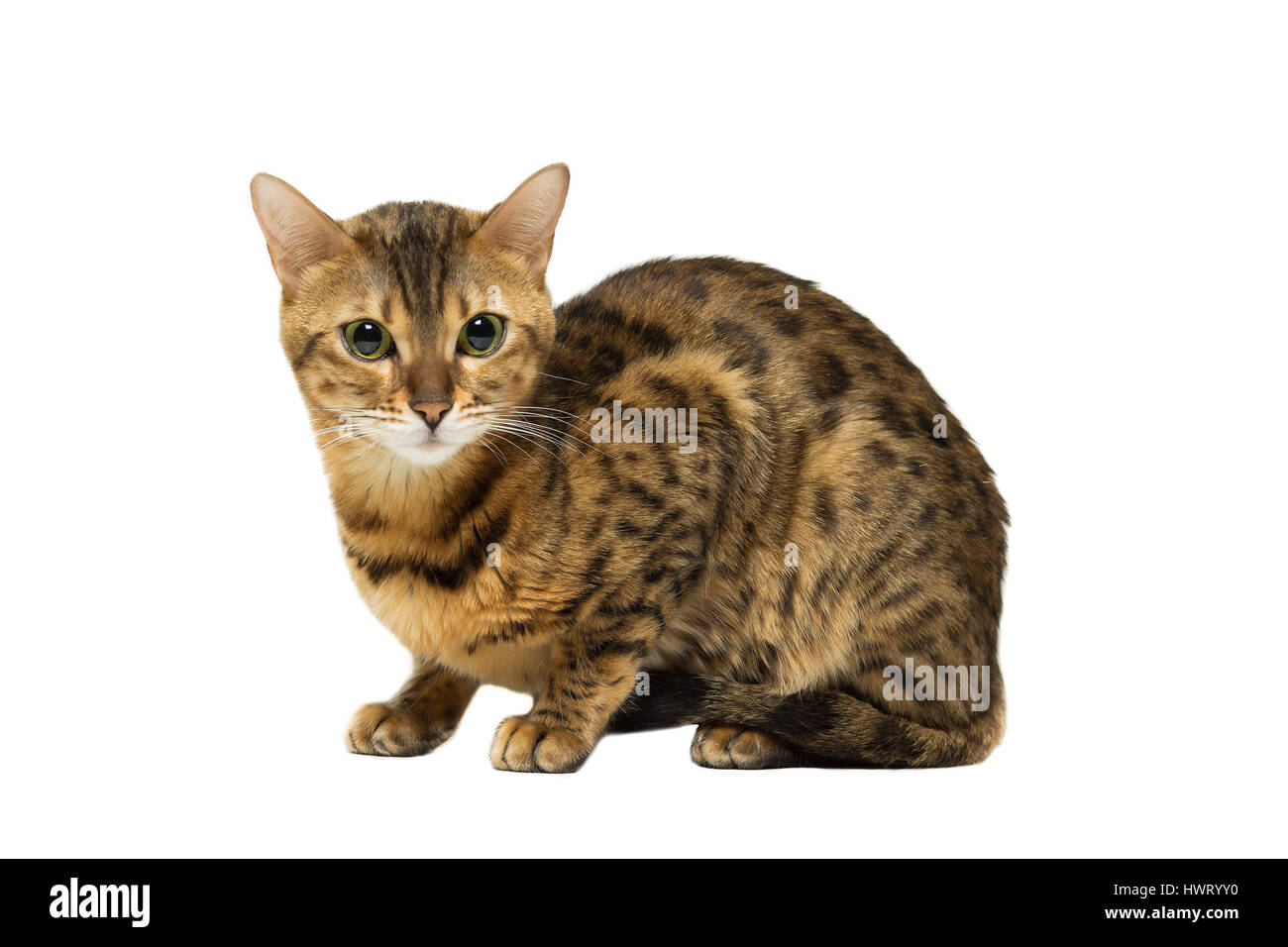 Gatto di razza bengala leopard la colorazione si siede, isolato su bianco Foto Stock