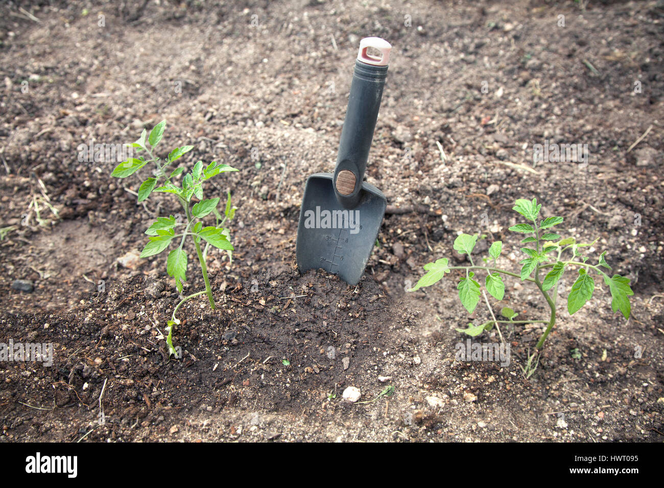 Piccola pala tra due giovani piante di pomodoro. Foto Stock