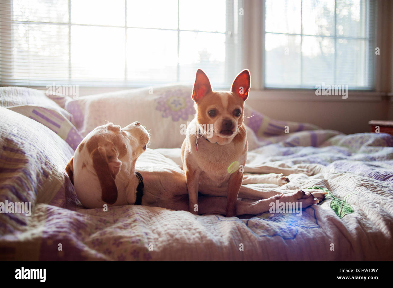 Cani relax su letto di casa Foto Stock