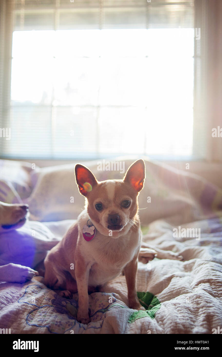 Cani su letto di casa Foto Stock