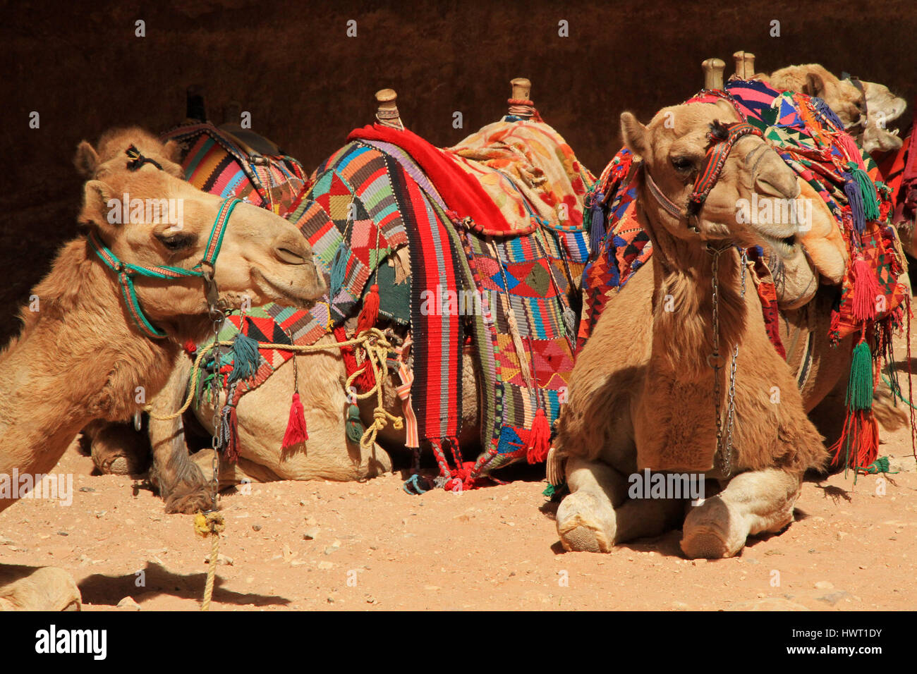 Cammelli a Petra / Petra, Giordania Foto Stock
