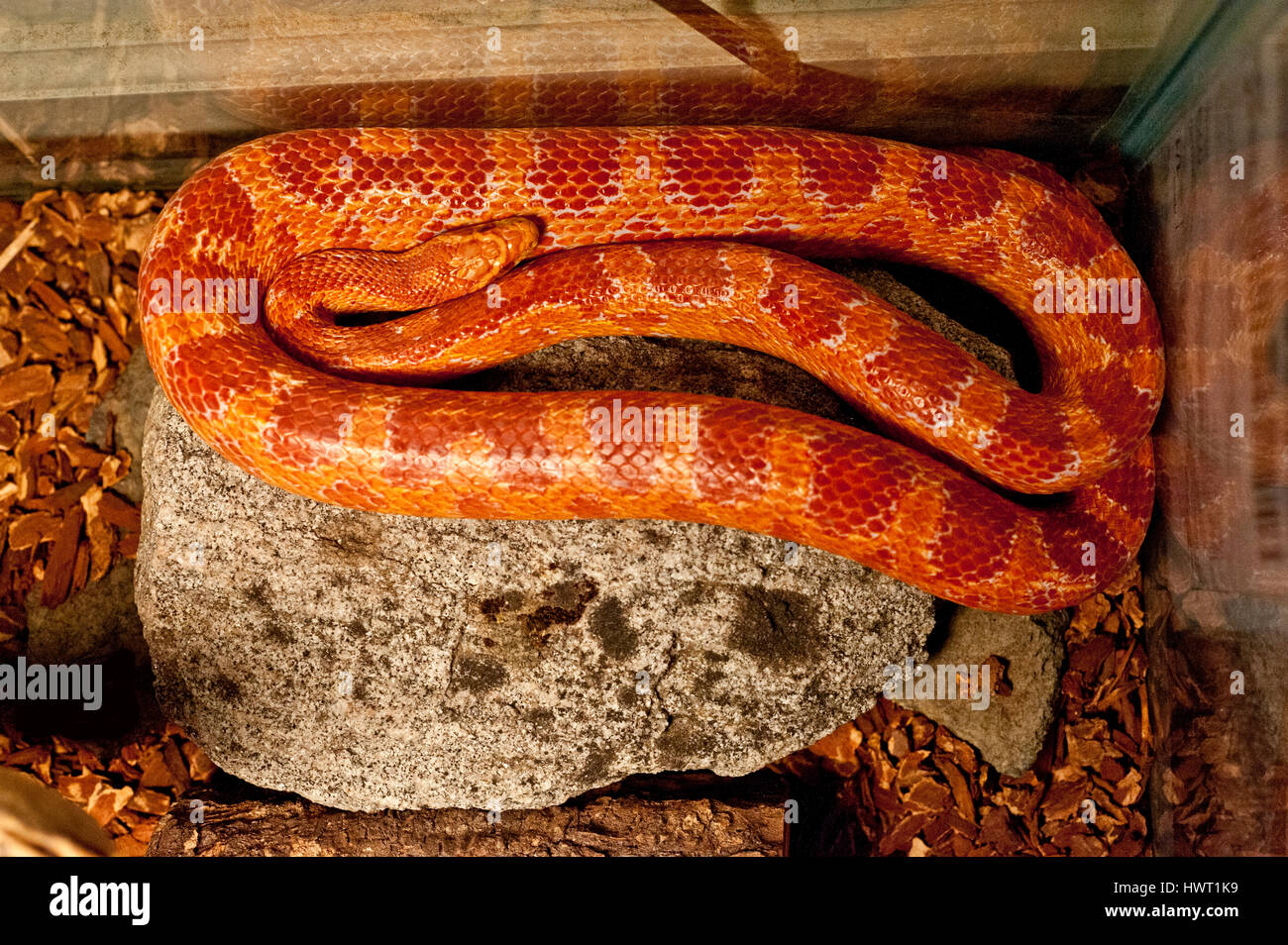 Serpente di cereale Foto Stock