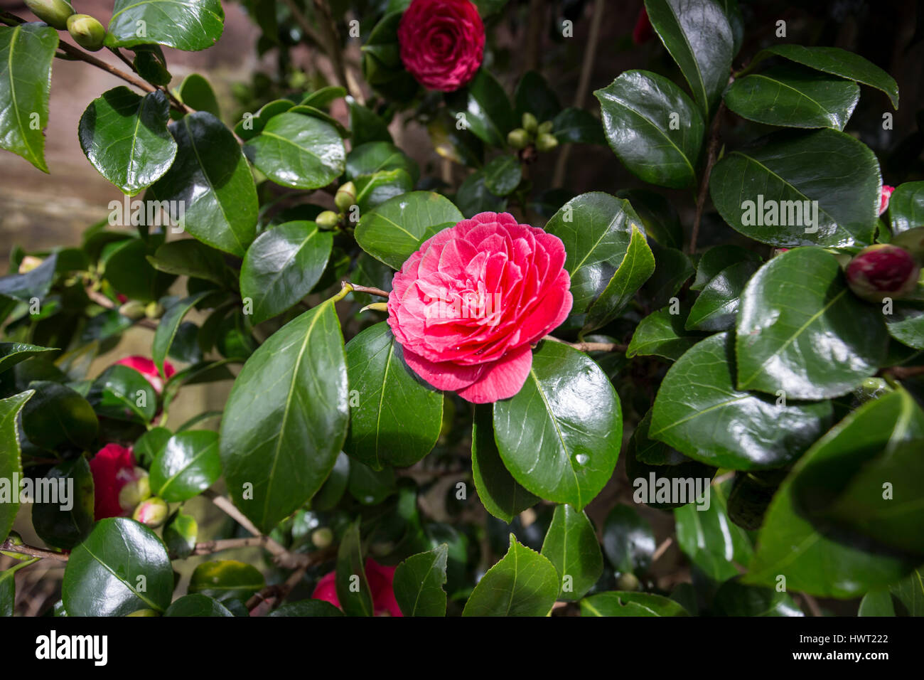 Port Sunlight - un modello di villaggio e borgo nel Metropolitan Borough of Wirral, Merseyside Foto Stock