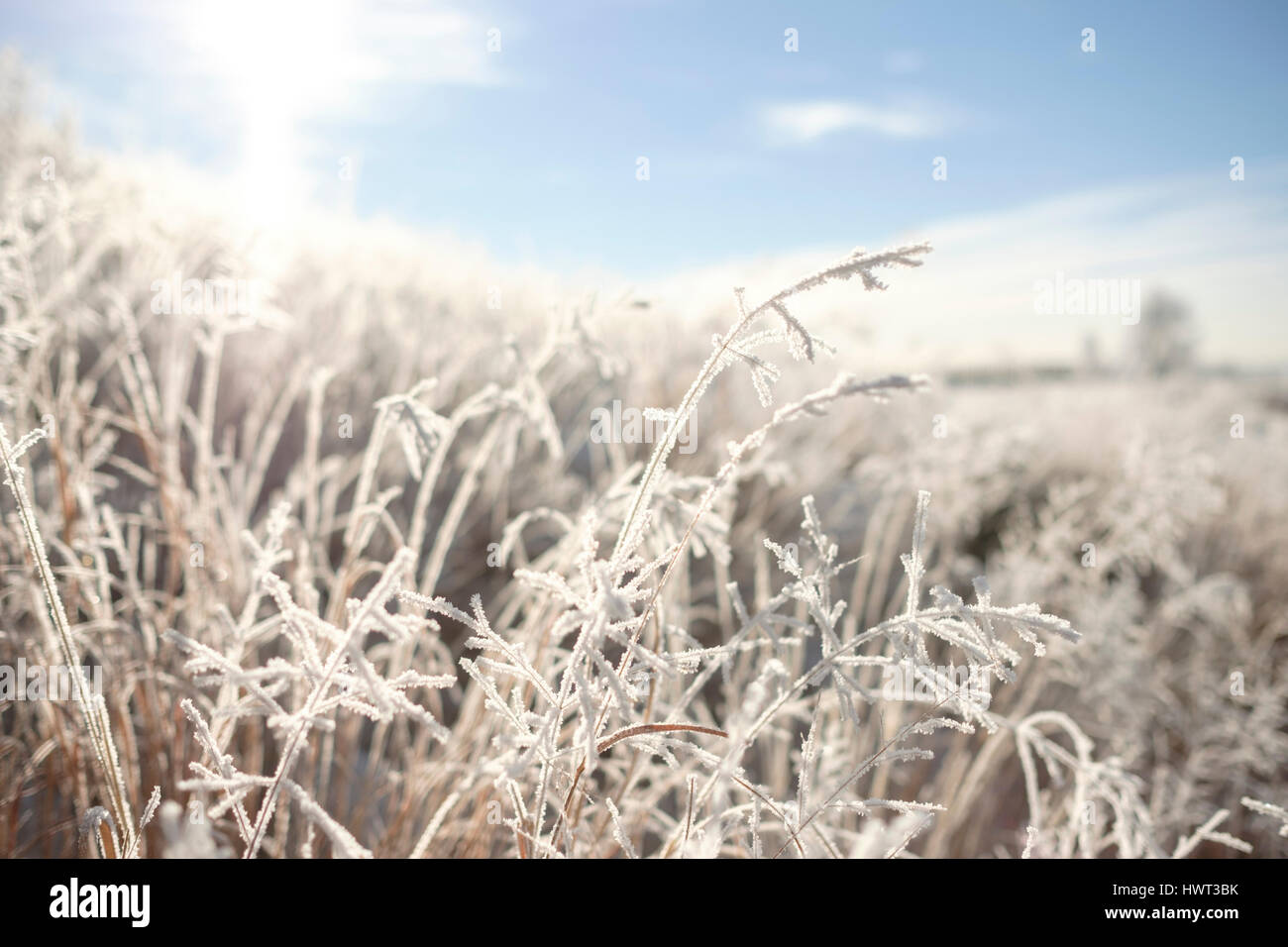 Piante congelate sul campo contro sky Foto Stock