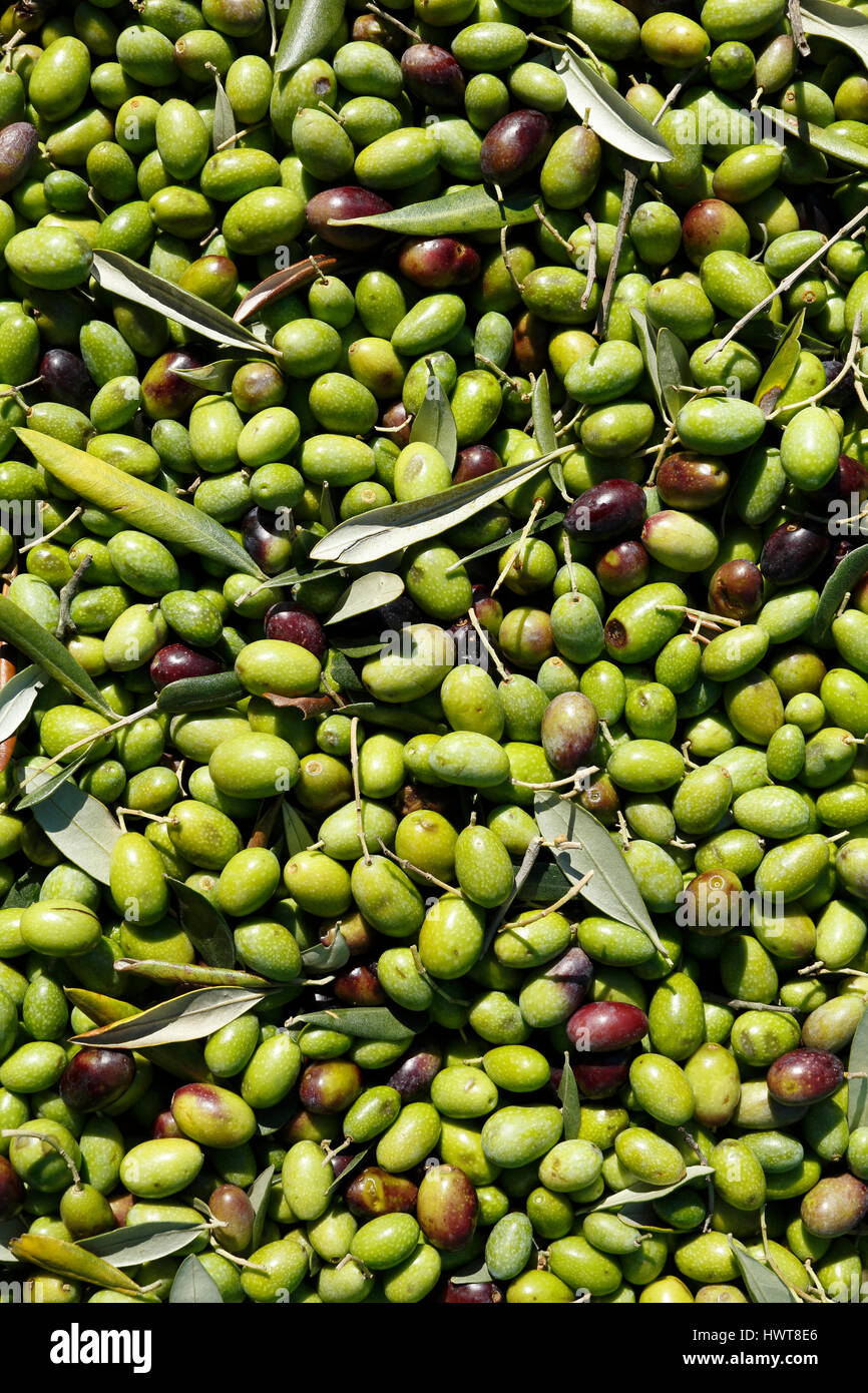 Le olive mature, raccolta delle olive, San Quirico d'Orcia, Toscana, Italia Foto Stock