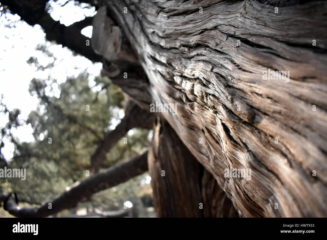 Un antico albero nella Città Proibita di Pechino Foto Stock
