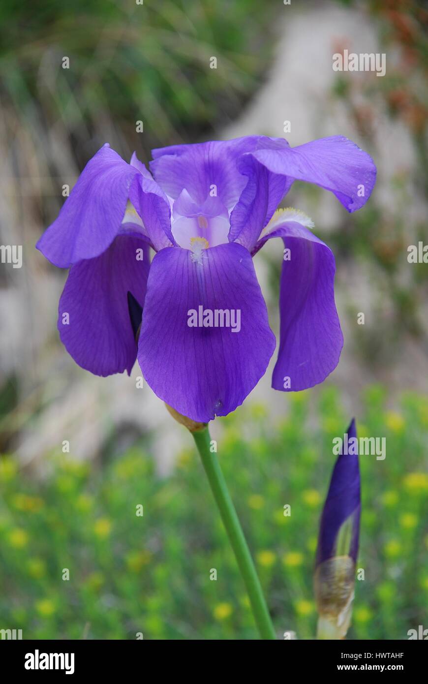 Un iris selvatici in fiore sul lato della montagna Biokovo a Brela in Croazia. Foto Stock