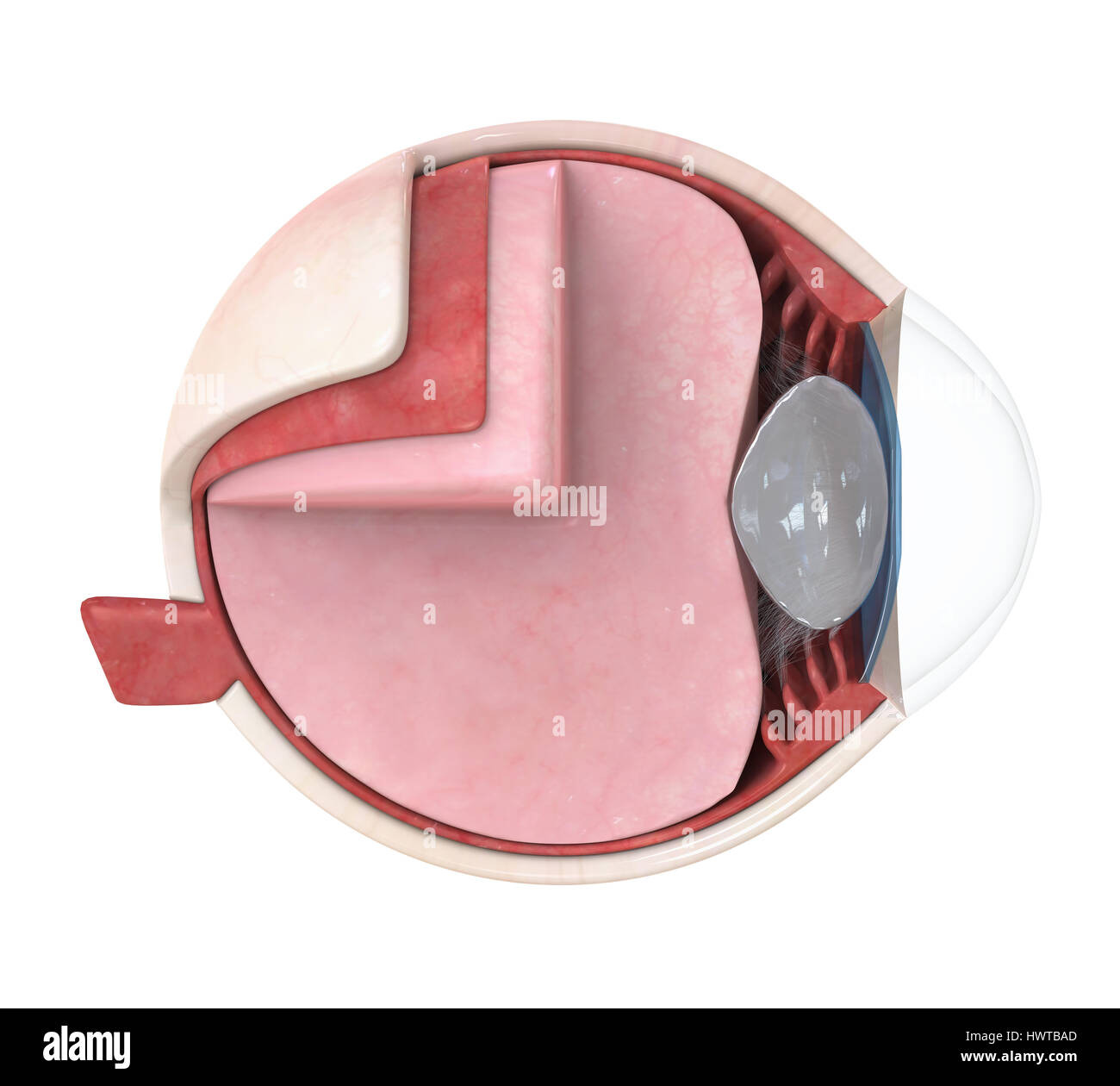 Occhio umano anatomia isolato Foto Stock