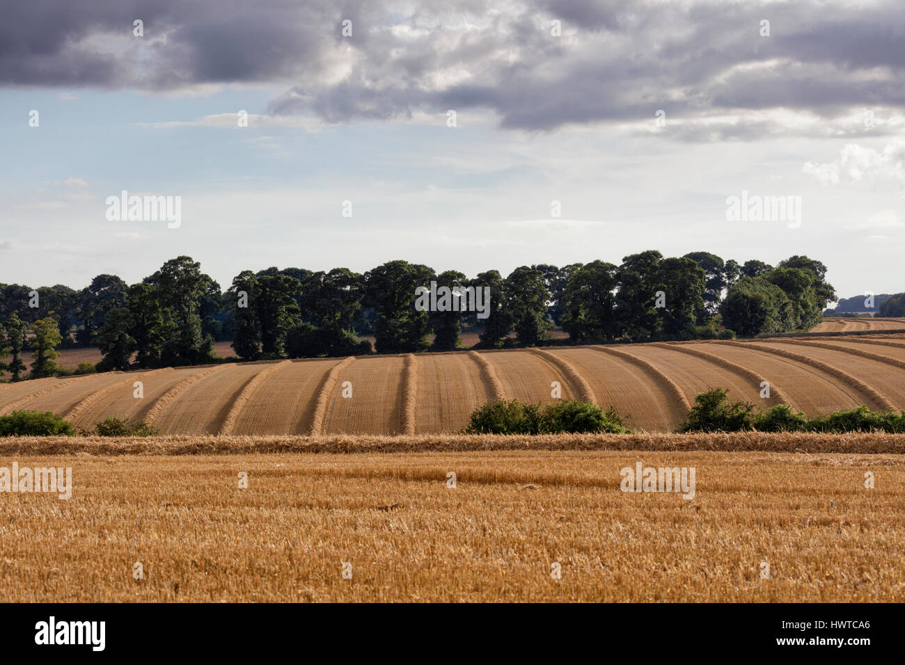 Simmetriche linee parallele di paglia raccolto giacente in righe sul pendio di una collina in Cotswolds vicino a Cirencester Foto Stock