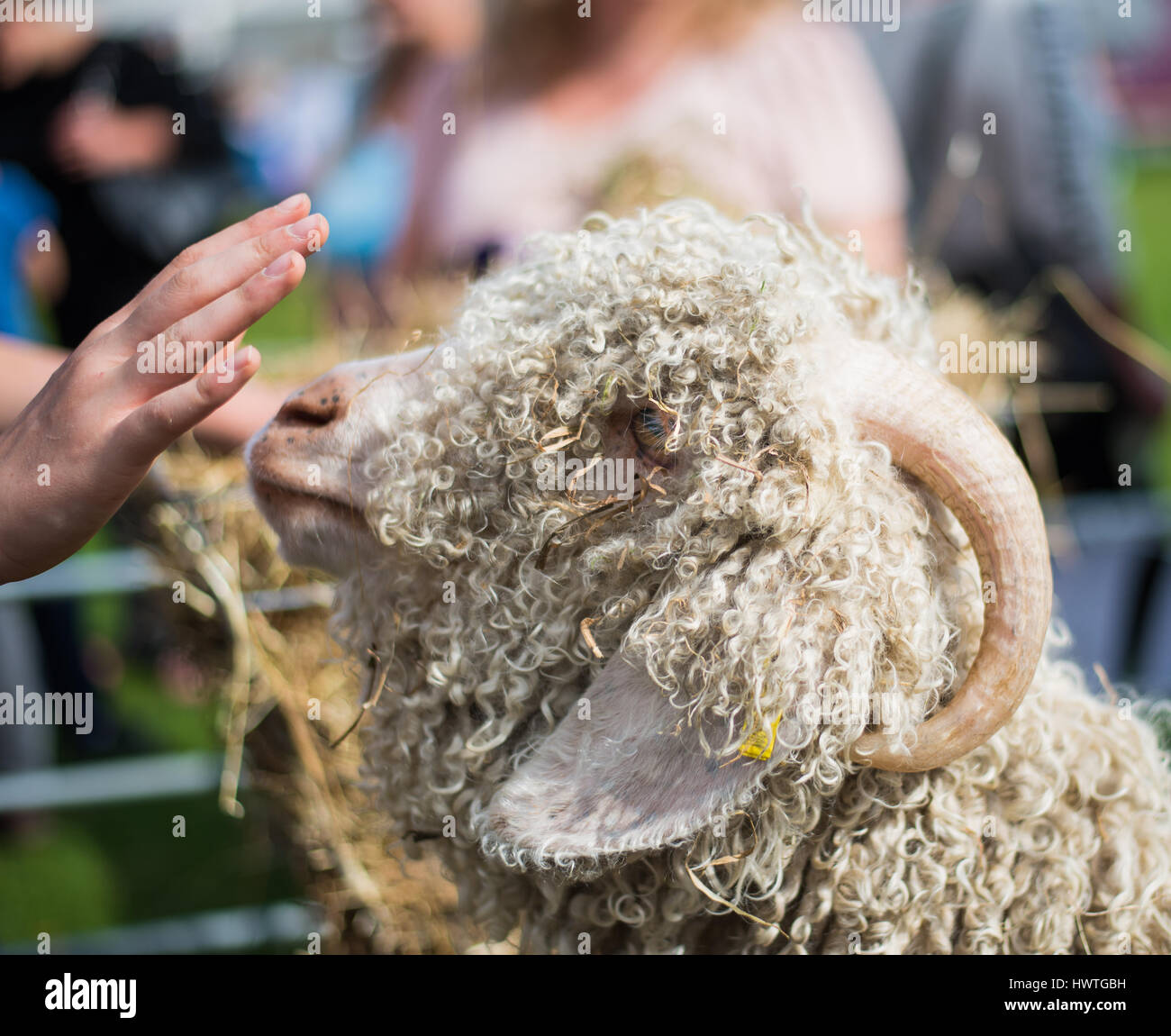 Capre Angora al cibo locale e Drink Festival sull' Isola di Man Foto Stock