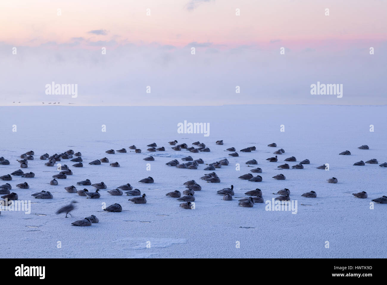 Branta canadensis (Oche del Canada) coperto di brina seduto su un lago ghiacciato Ontario a sunrise. Oakvile, Ontario, Canada. Foto Stock