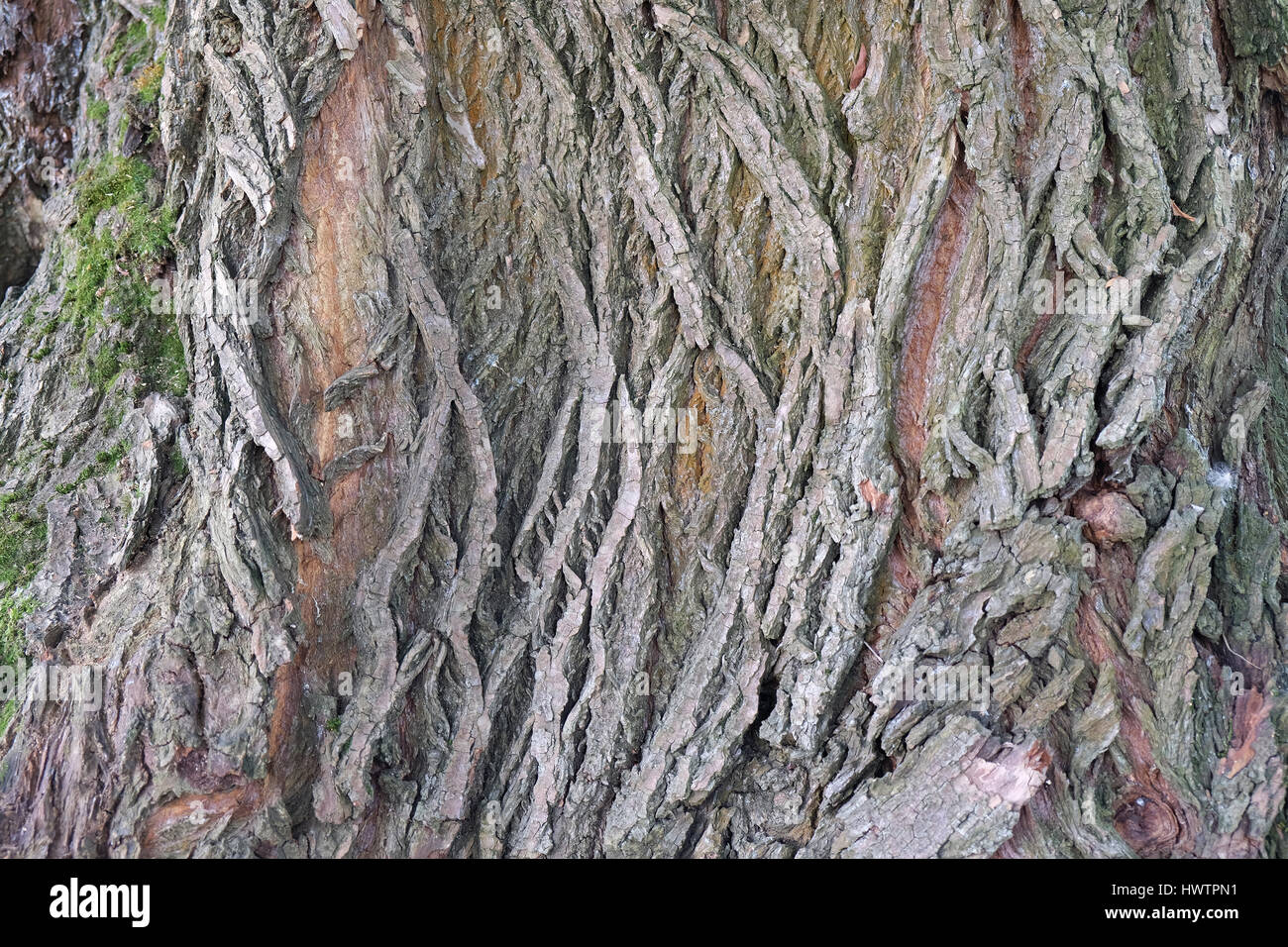 Corteccia di albero texture Foto Stock