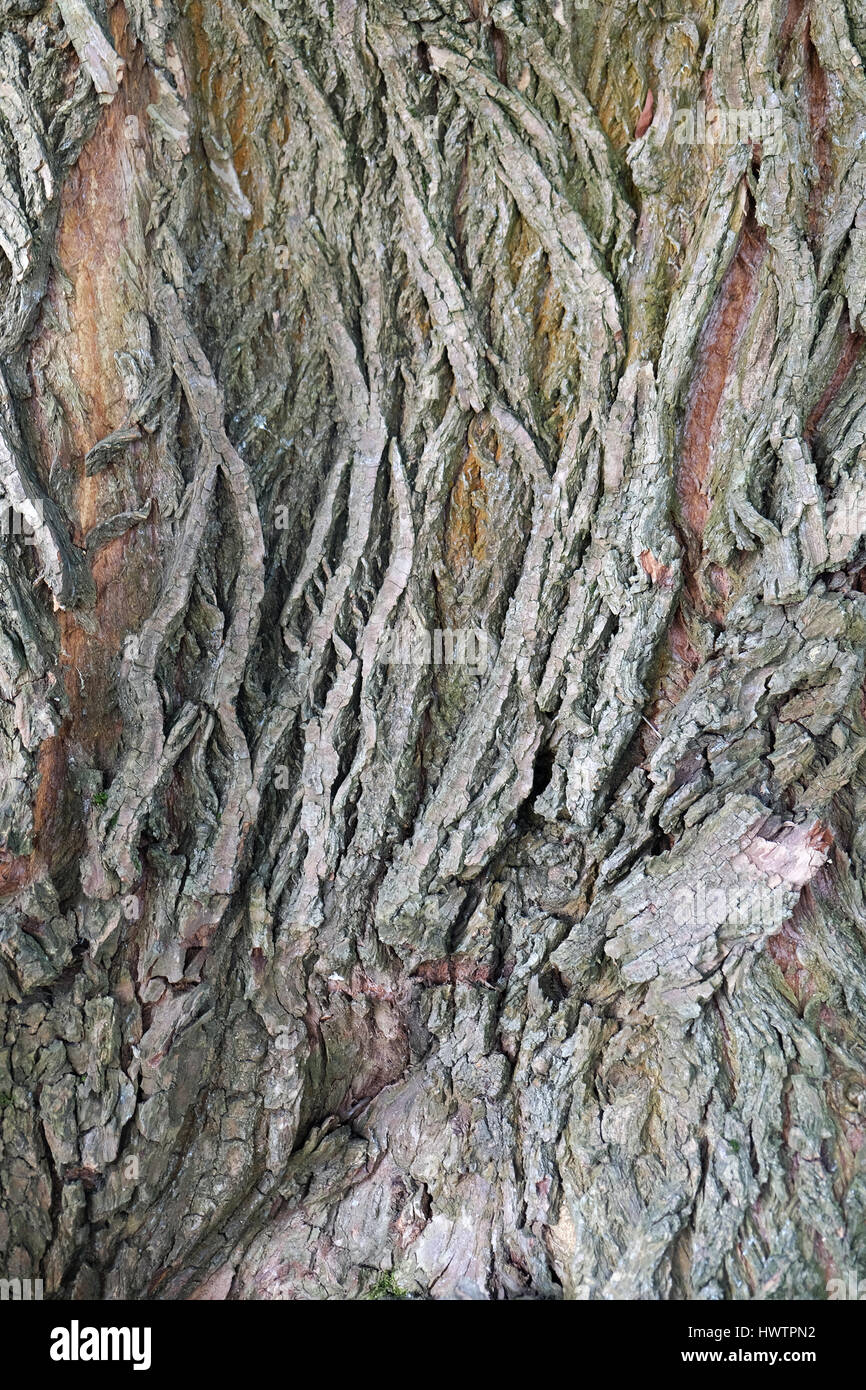 Corteccia di albero texture Foto Stock