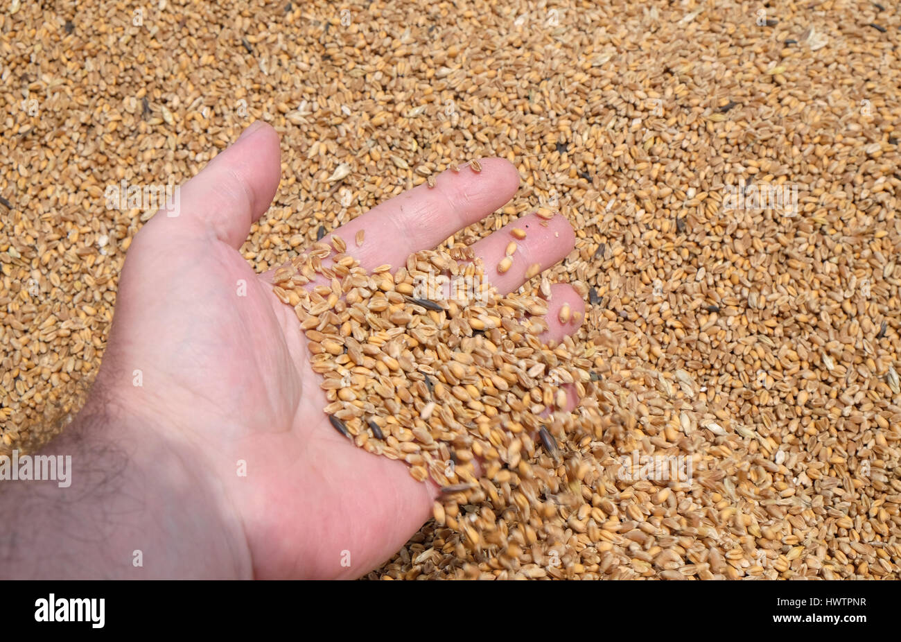 Mano azienda golden di sementi di grano Foto Stock