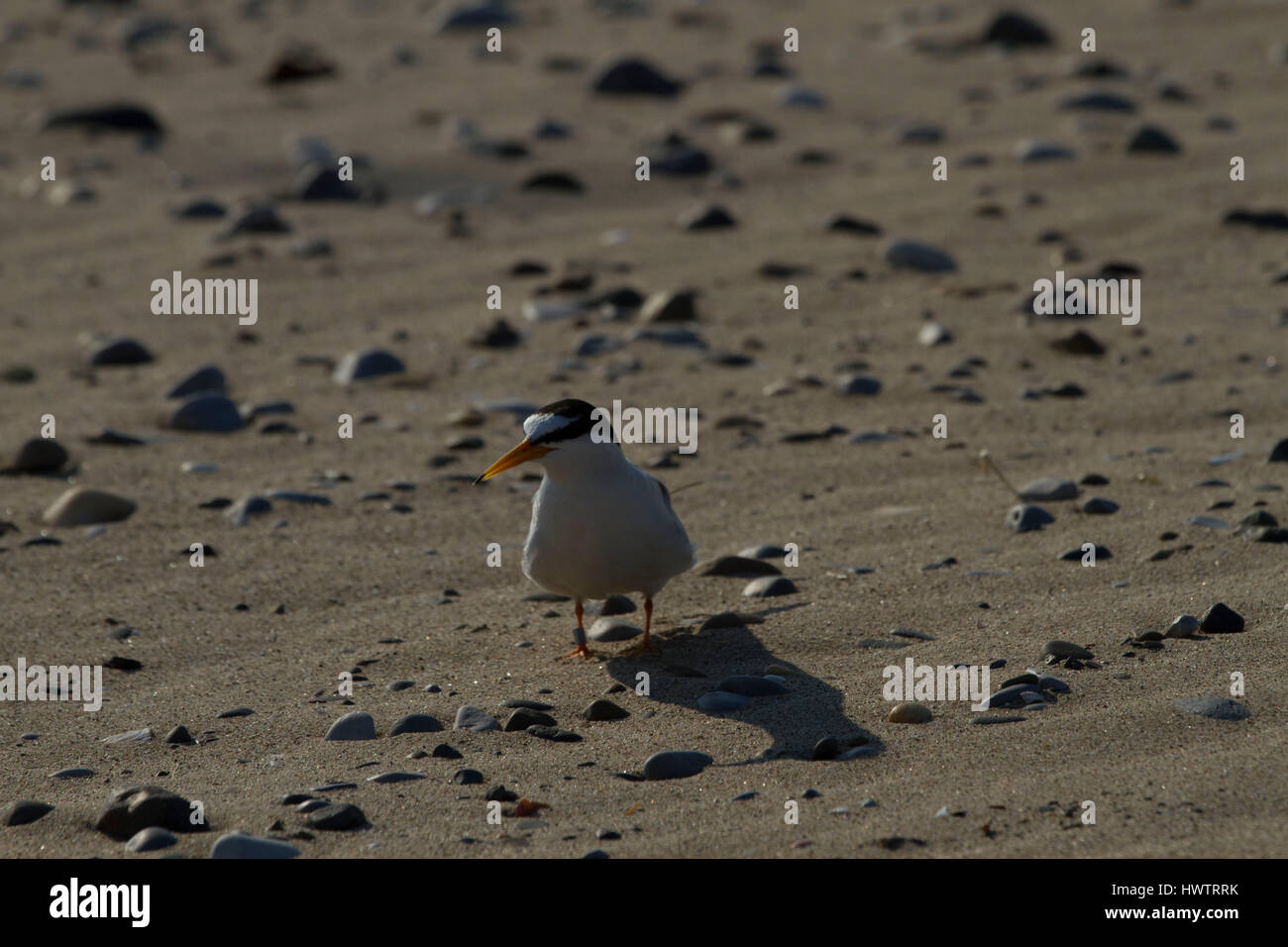 Fraticello (Sterna albifrons ) sulla spiaggia la prospezione di un nido sulla spiaggia , con anello per monitorare la longevità della vita Foto Stock