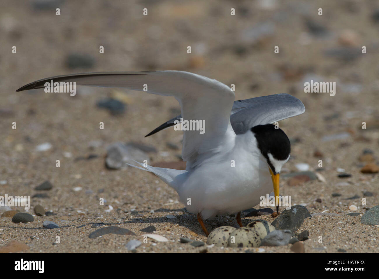 Fraticello (Sterna albifrons ) arrivando al nido sulla spiaggia , con anello per monitorare la longevità della vita Foto Stock