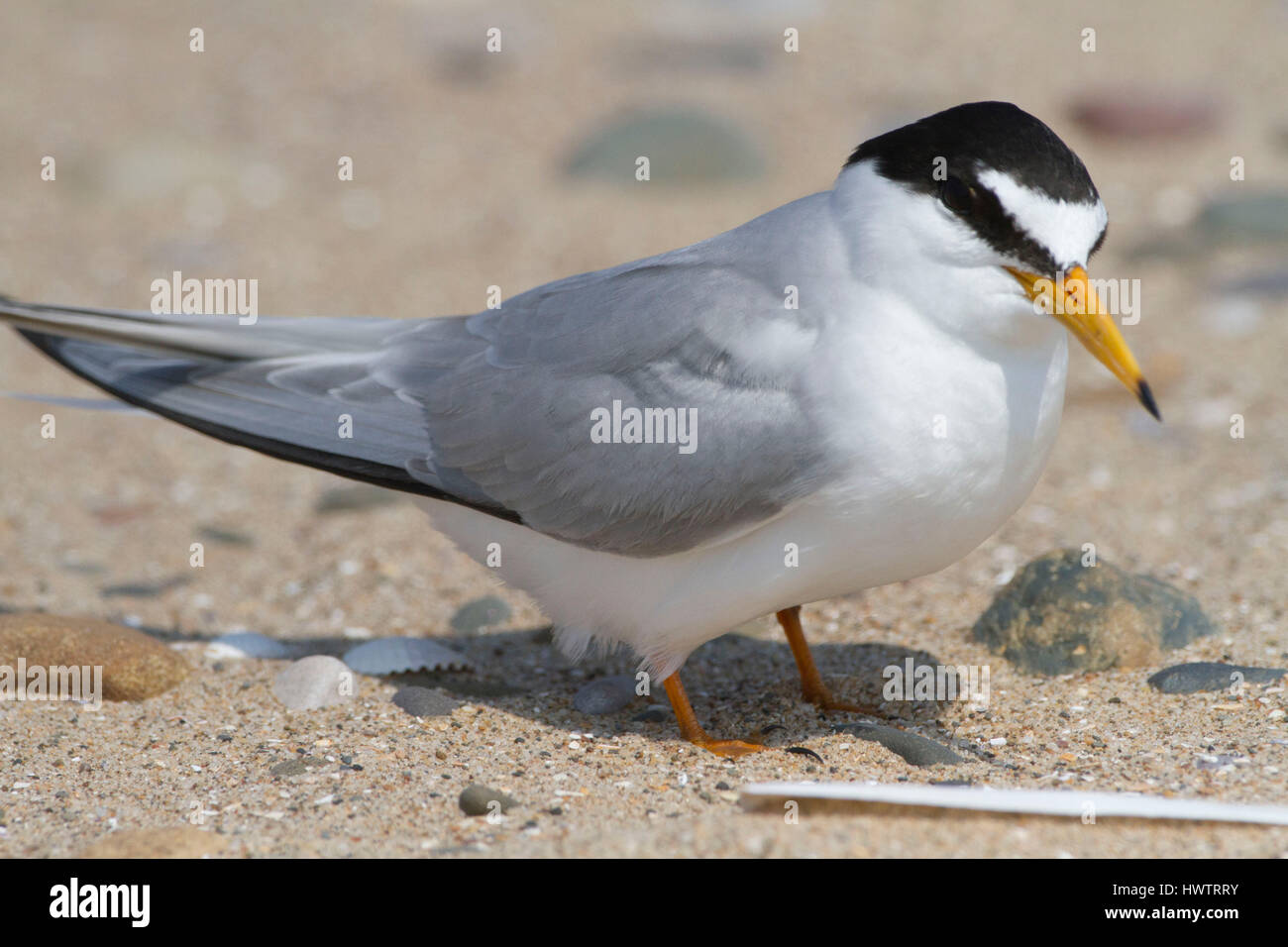 Fraticello (Sterna albifrons ) sulla spiaggia , Foto Stock