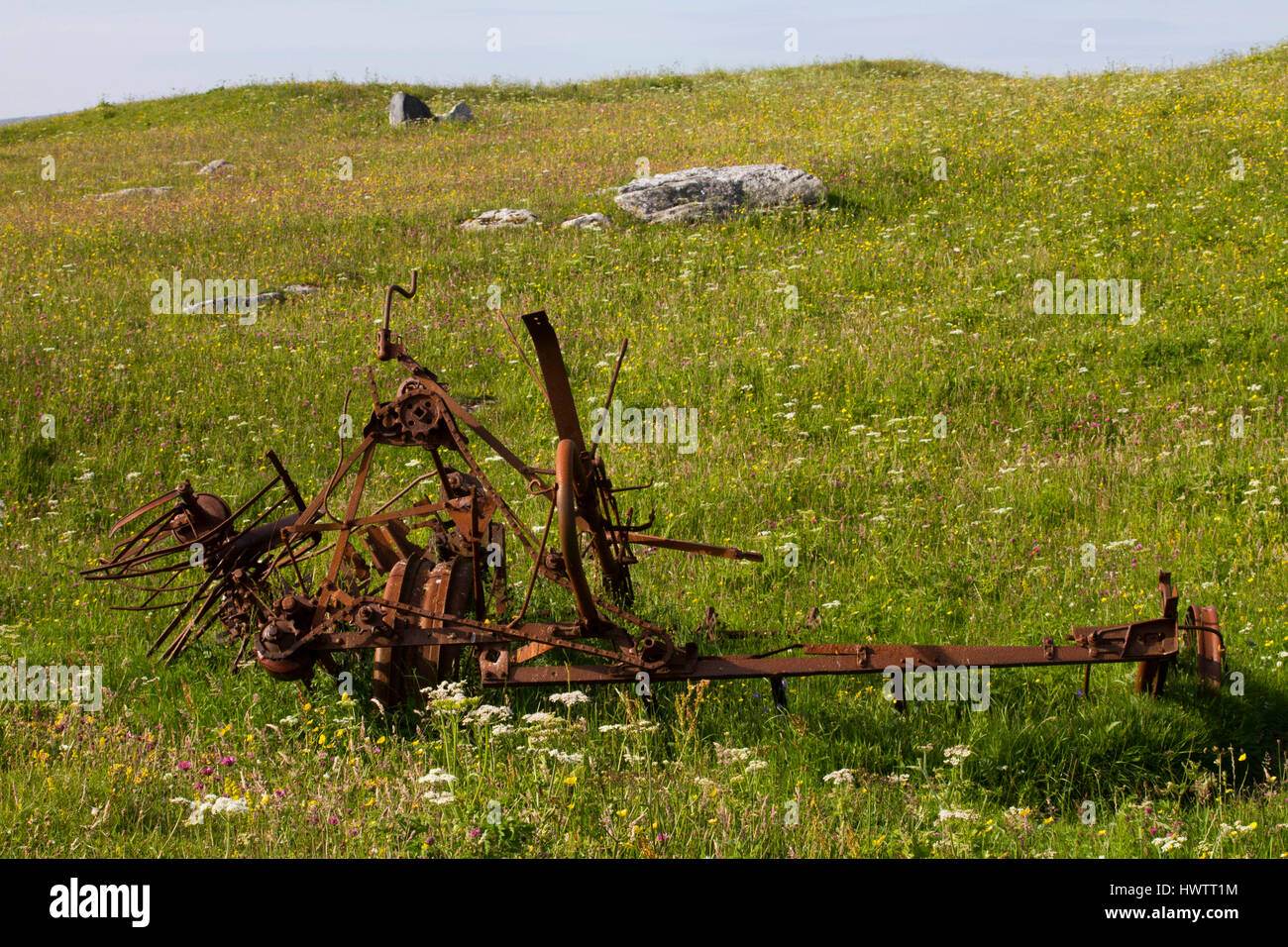 Vomere in fioritura machir , importante area di allevamento poco sterne e crofting Foto Stock