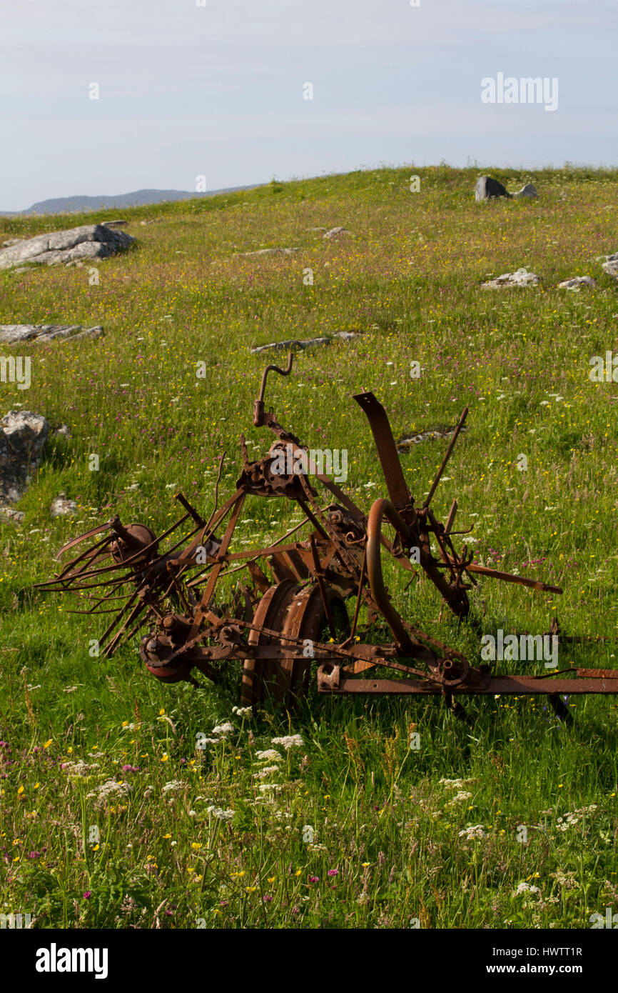 Vomere in fioritura machir , importante area di allevamento poco sterne e crofting Foto Stock