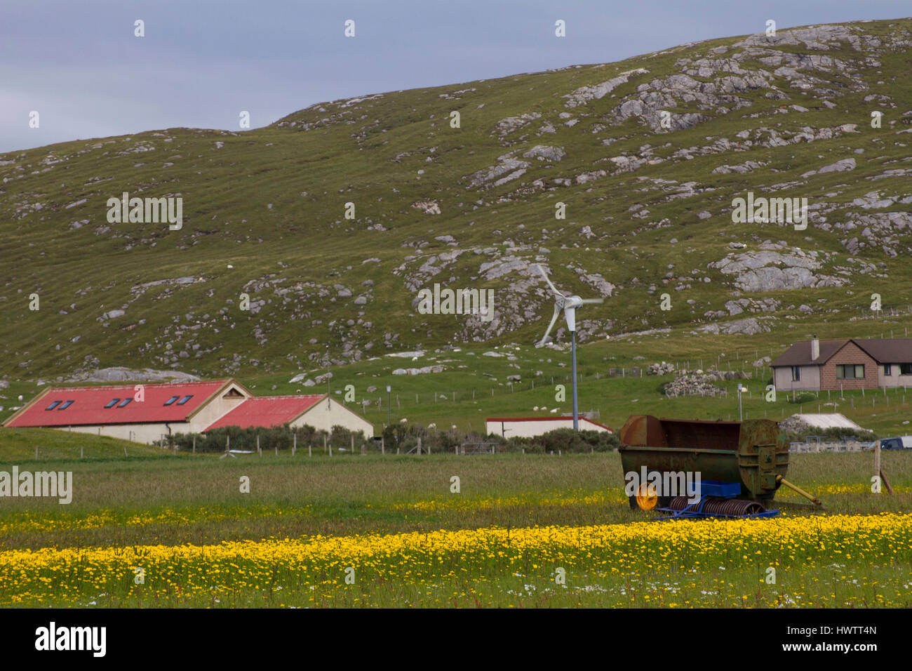 Swards di mais Le calendule(Chrysanthemum segetum) tra crofting case ,l'Borve. Foto Stock