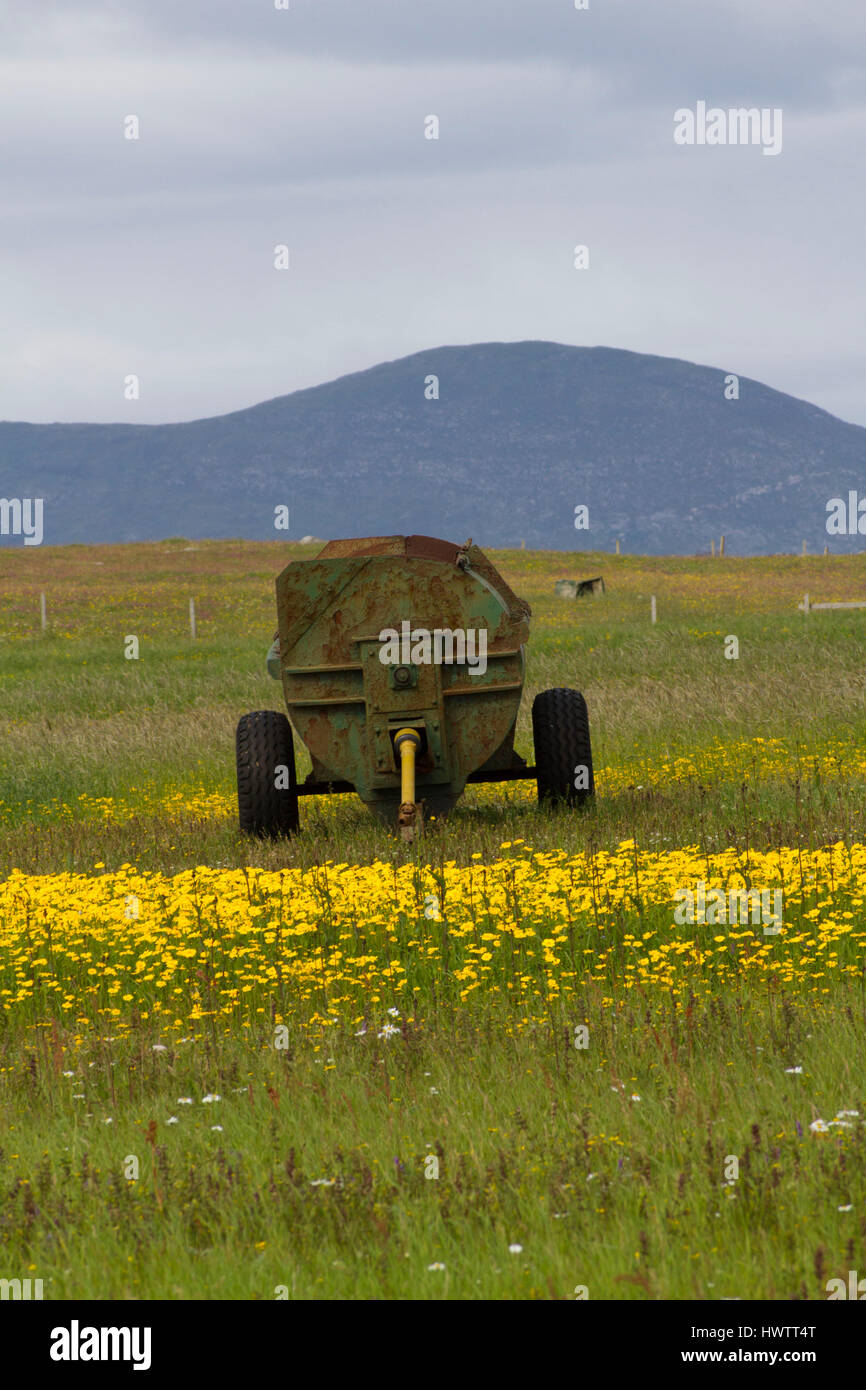 Swards di mais Le calendule(Chrysanthemum segetum) tra crofting case ,l'Borve. Foto Stock