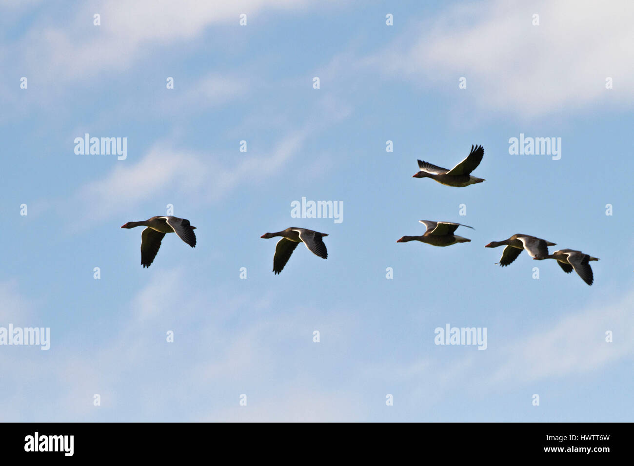 Graylag oche in volo , problema bird per crofters , mangiare quantità considerevoli di colture Foto Stock
