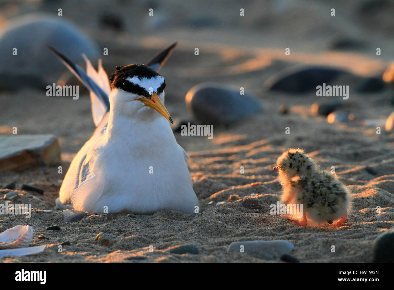 Appena schiuse Fraticello (Sterna albifrons ) chick tornando a piedi al genitore seduta sul nido -raschiare in spiaggia .il cambiamento climatico specie Foto Stock