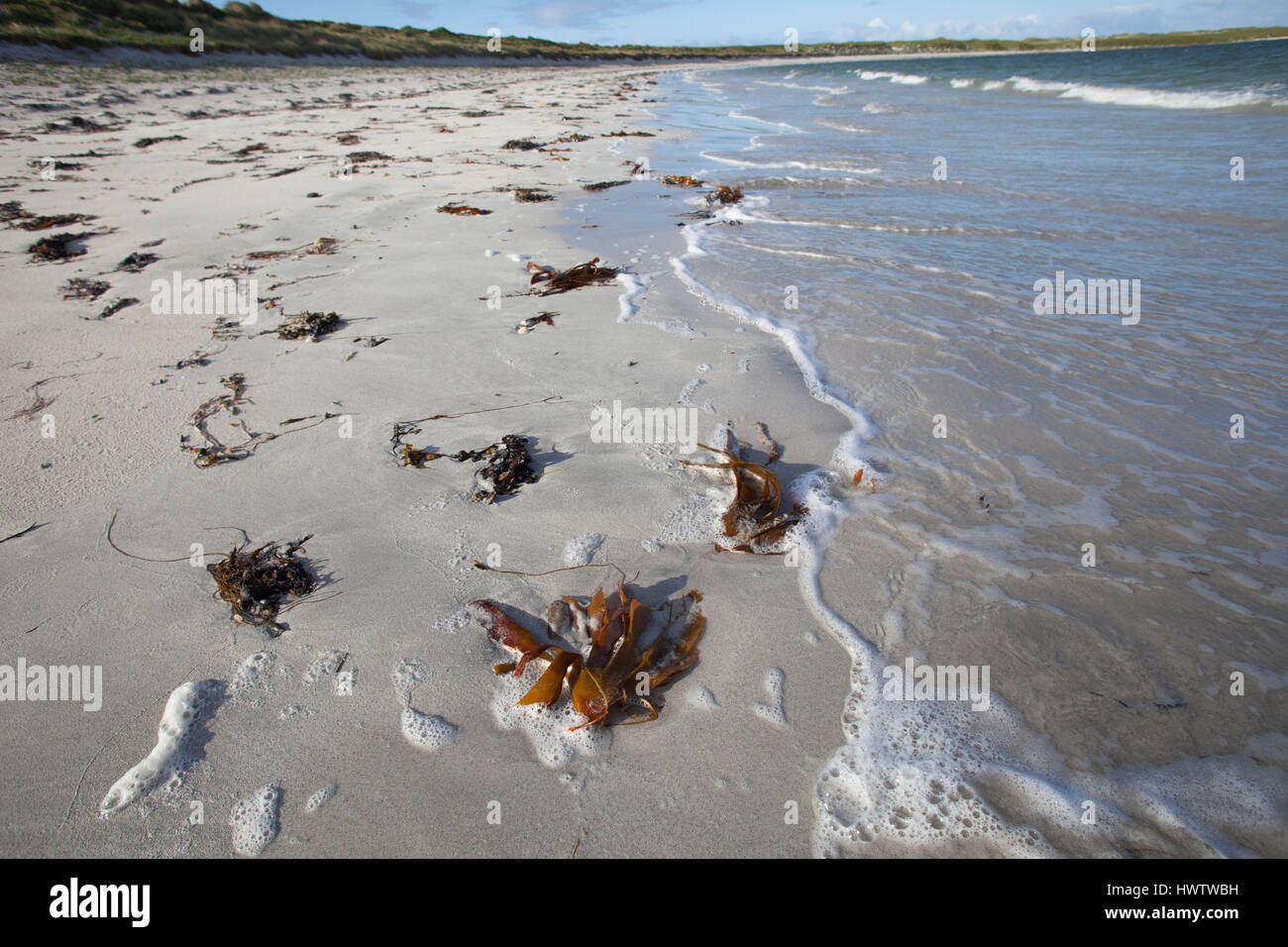 Kelp (Laminaria spp) sulla spiaggia bianca , ideali condizioni di alimentazione per poco terne di alimentazione , chiaro acque poco profonde. Balranald riserva naturale ,RSPB RISERVA. Foto Stock